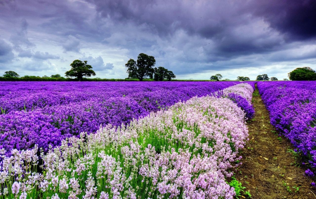 Purple Flower Fields wallpaper. Purple Flower Fields