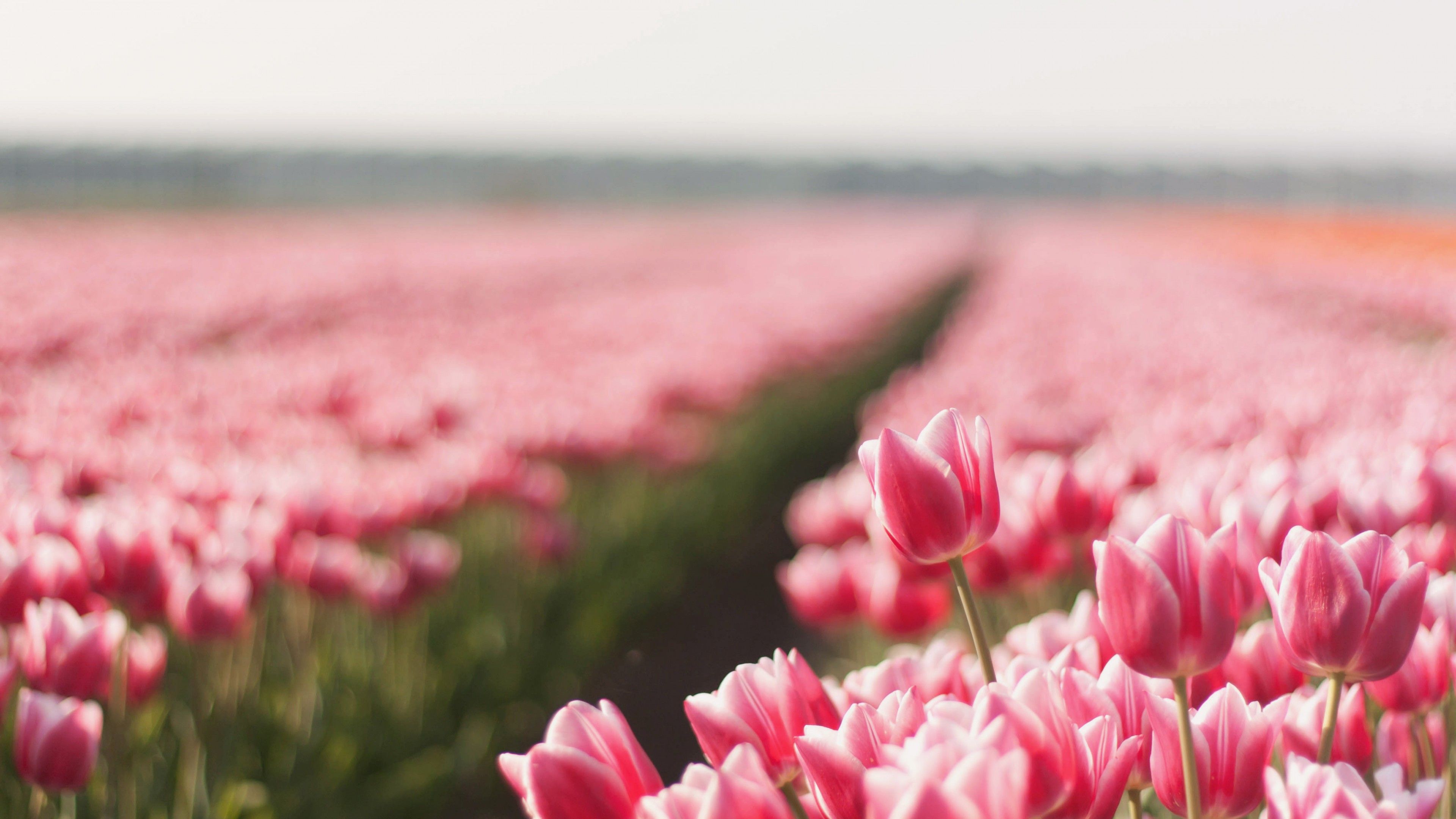 Tulip, 4k, HD wallpaper, spring, flower, field