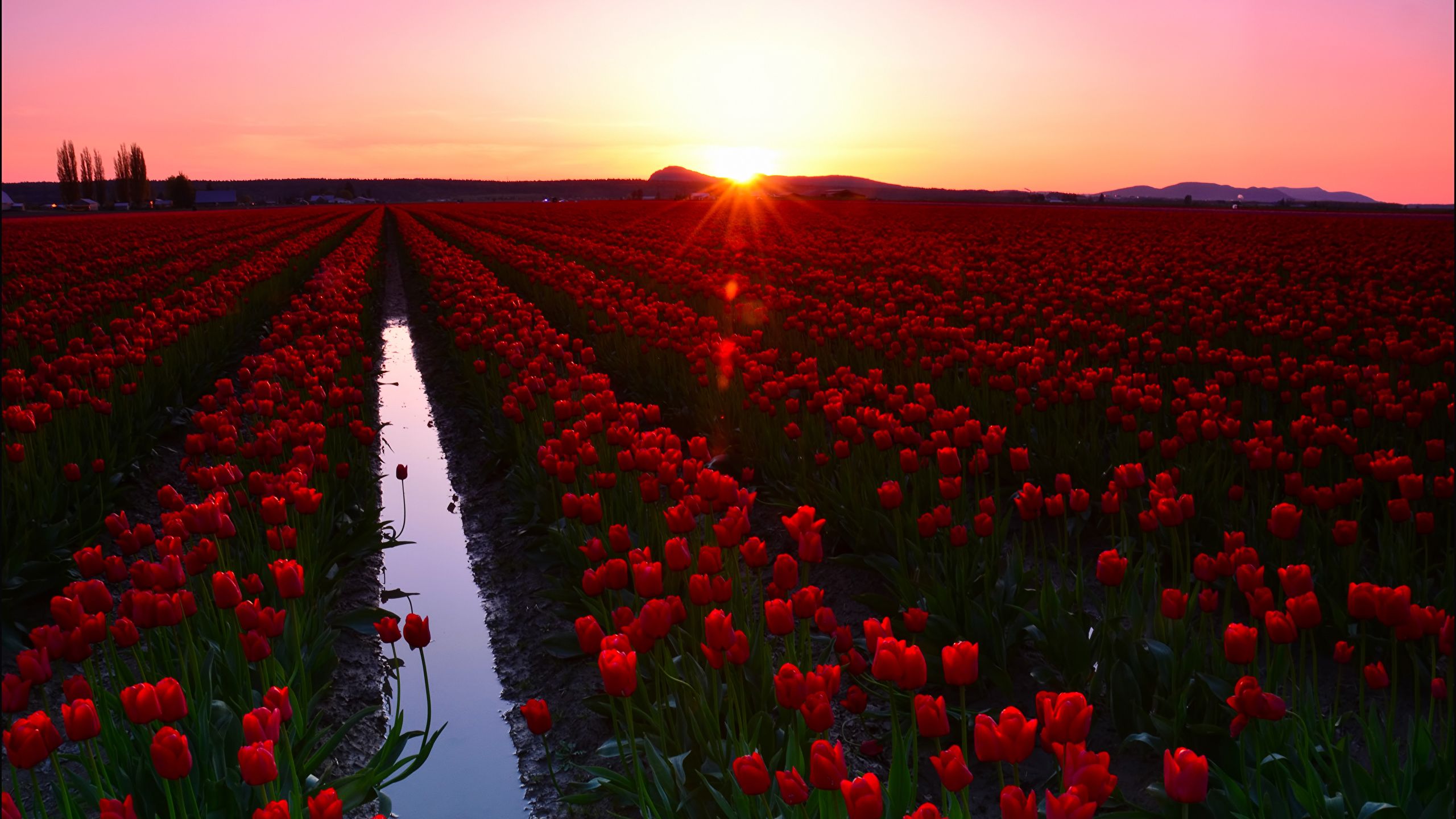 Desktop Wallpaper Red tulip flower Fields Sunrises and 2560x1440
