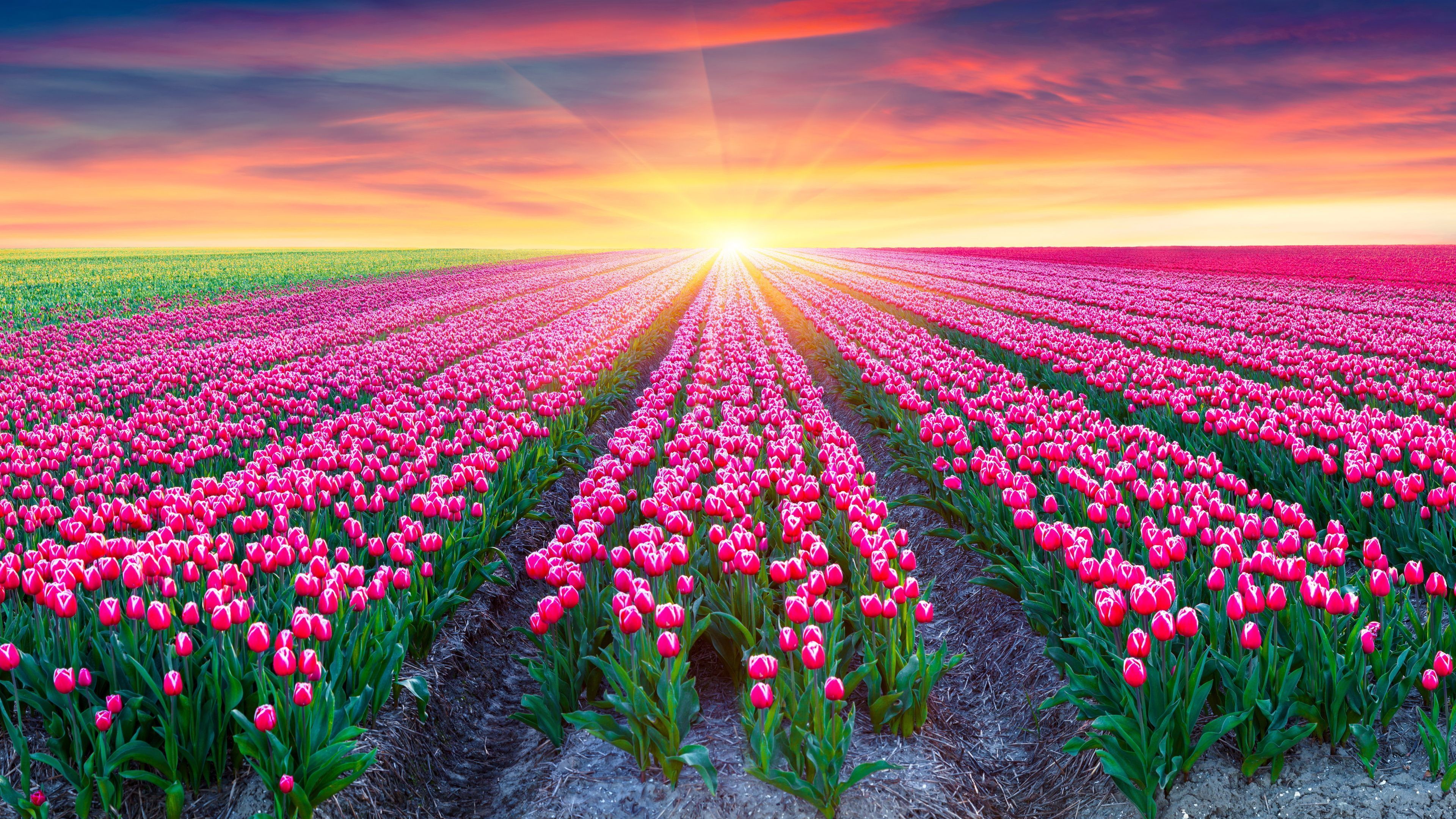 Tulip Fields Of Beautiful Flowers Wallpaper HD Free Download. Field wallpaper, Flower field, Pink flowers wallpaper