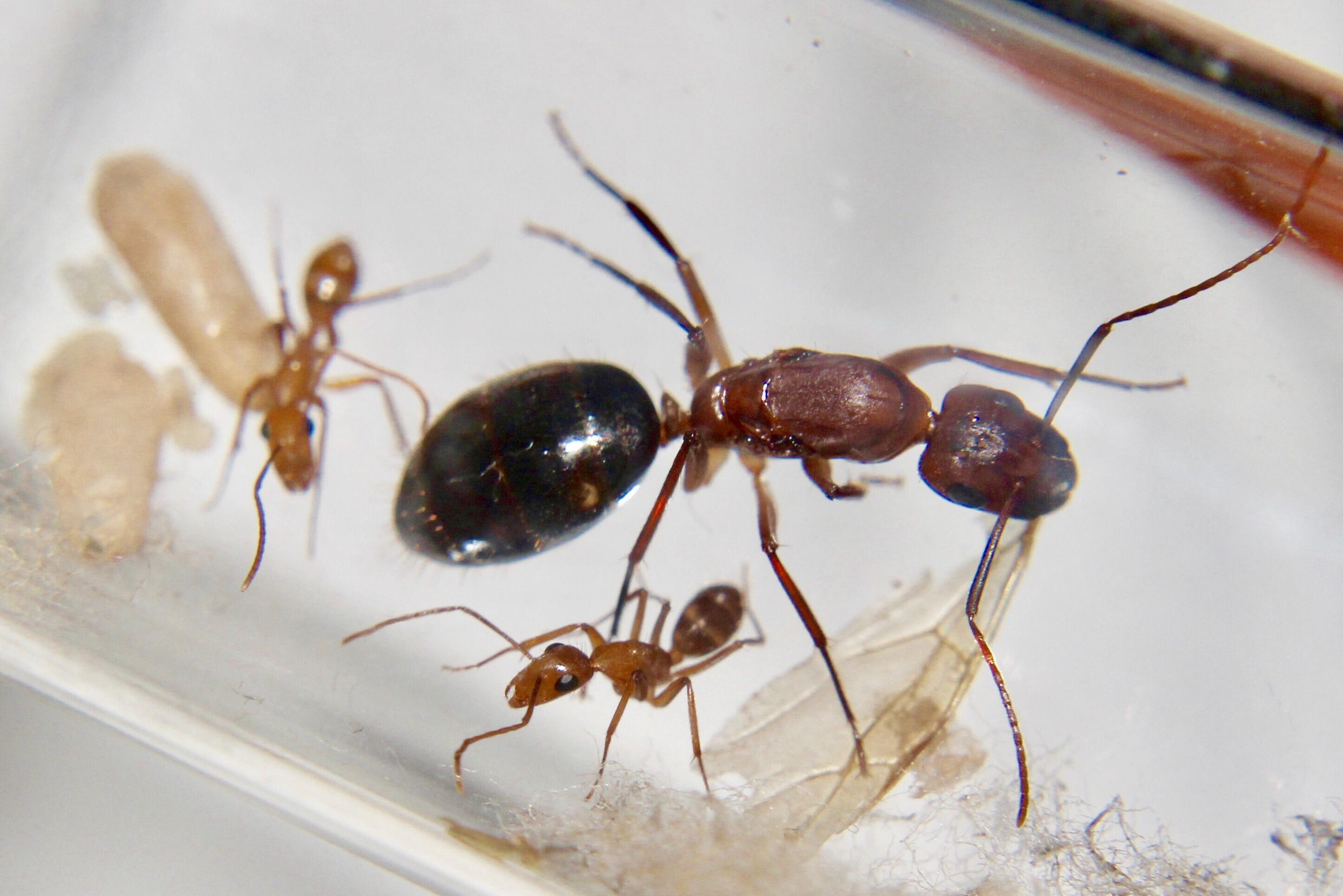 Best R Antkeeping Image On Pholder. Camponotus Tortuganus Queen With Her Beautiful Workers