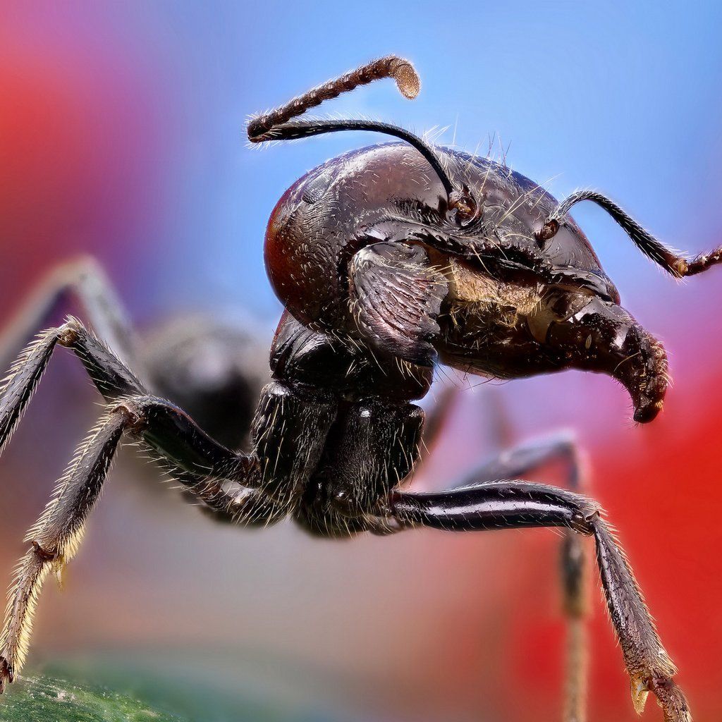 Cute ants macro photography iPad mini wallpaper 1024x1024 024×024 pixels. Macro photo, Insects, Ants