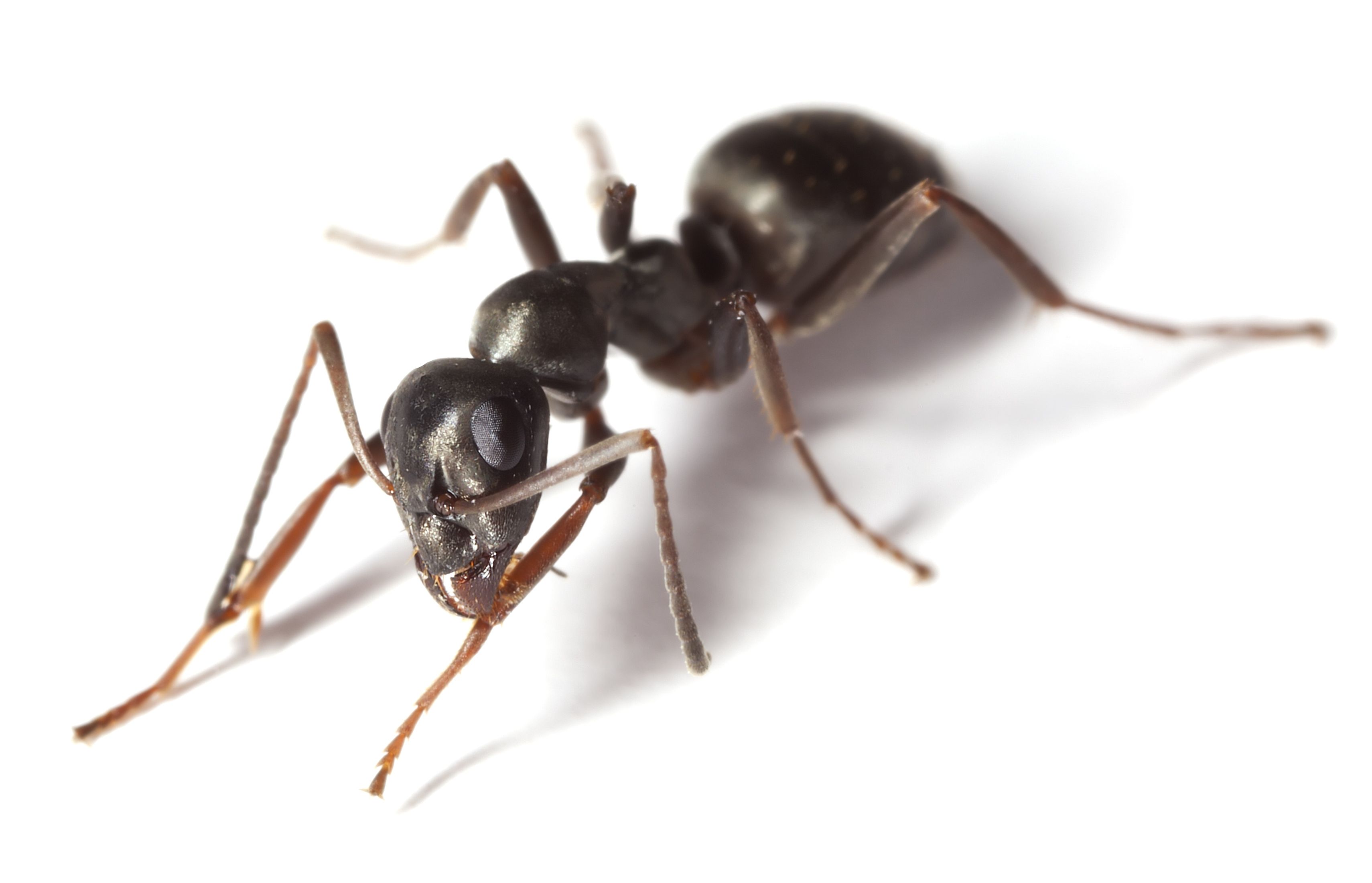 Ant White Background Image