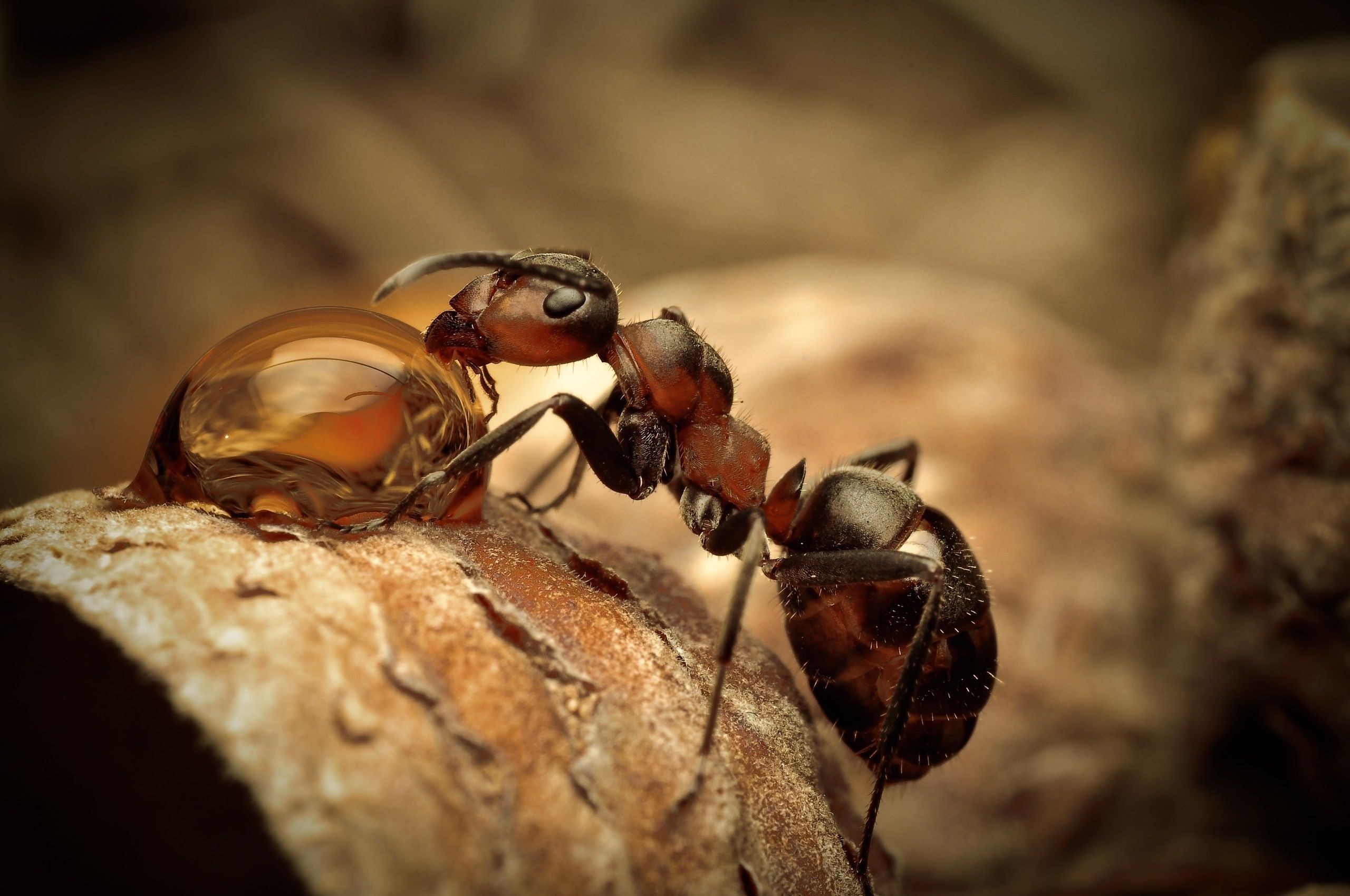 ants wallpaper HD 4 Pix. Ants, Ant insect, Animal photo