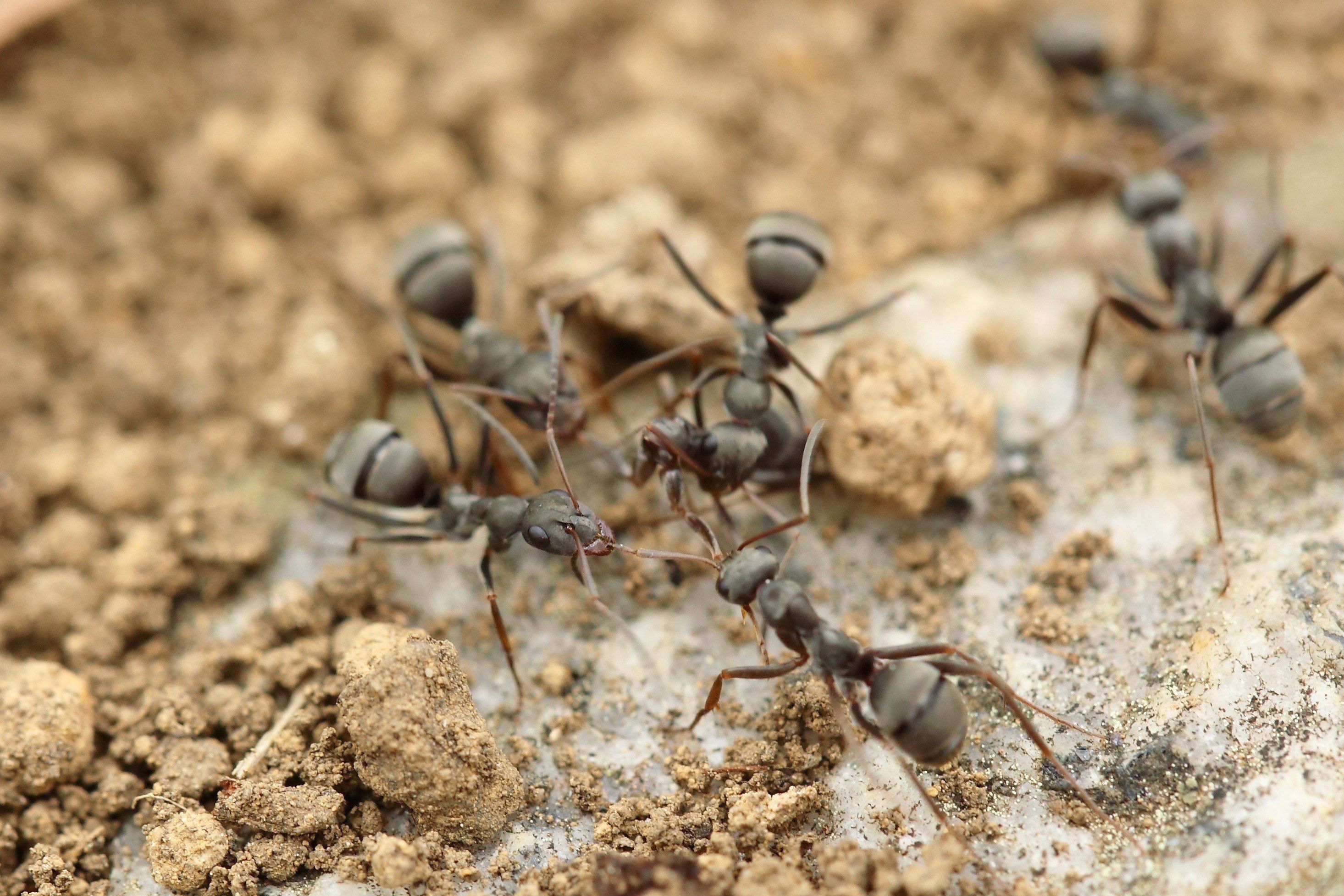 Wallpaper / group of ant insects working together on sandy ground, ants sandy ground 4k wallpaper