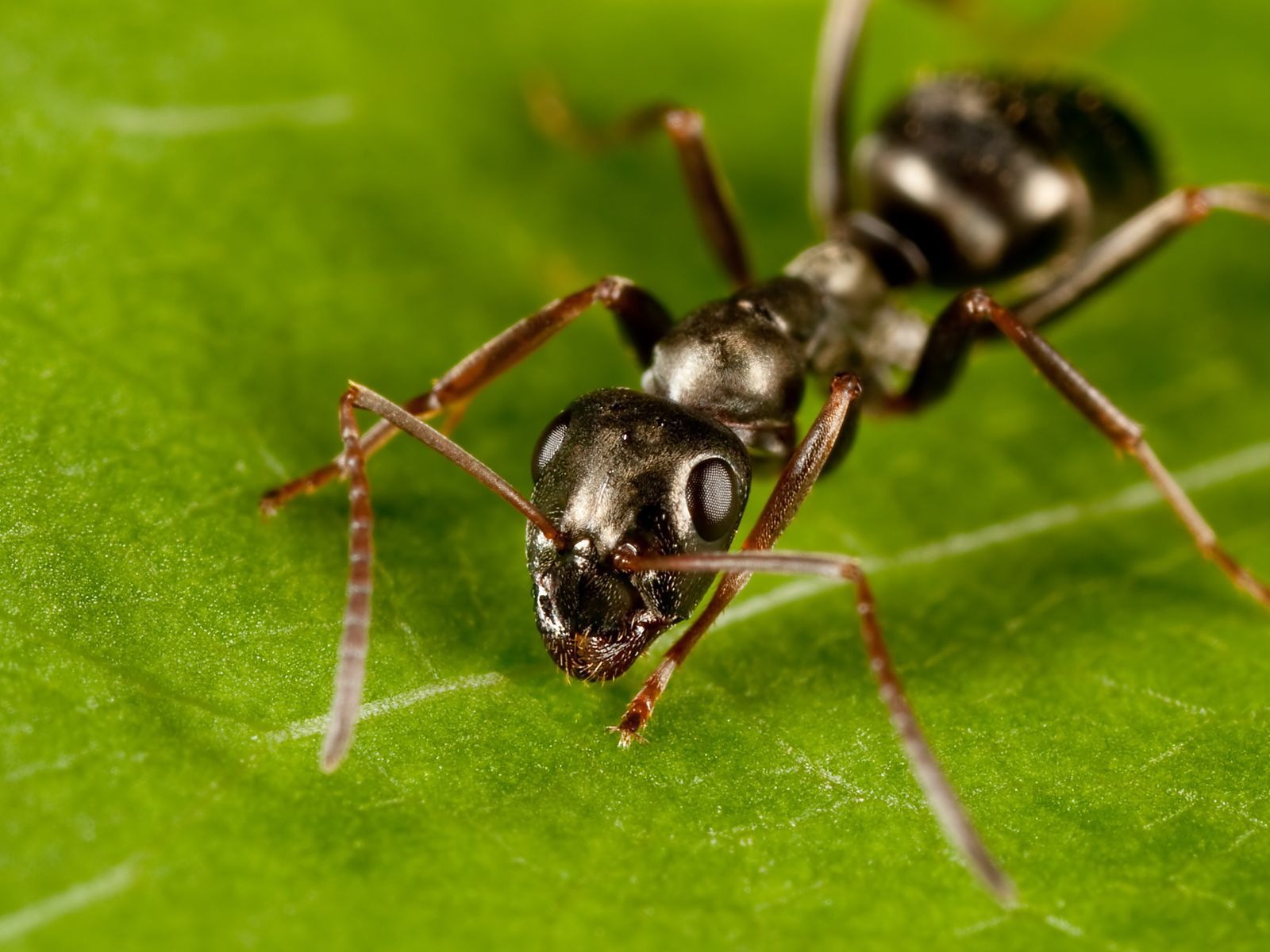 Common Black Ant. Ants, Insect photo, Insects