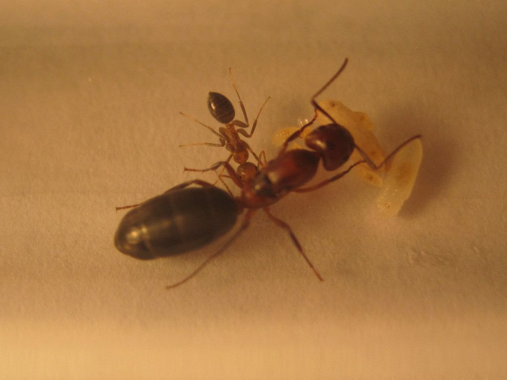 Ant Identification Please (very Large Photographs Photos.) Ant Farm And Myrmecology Forum