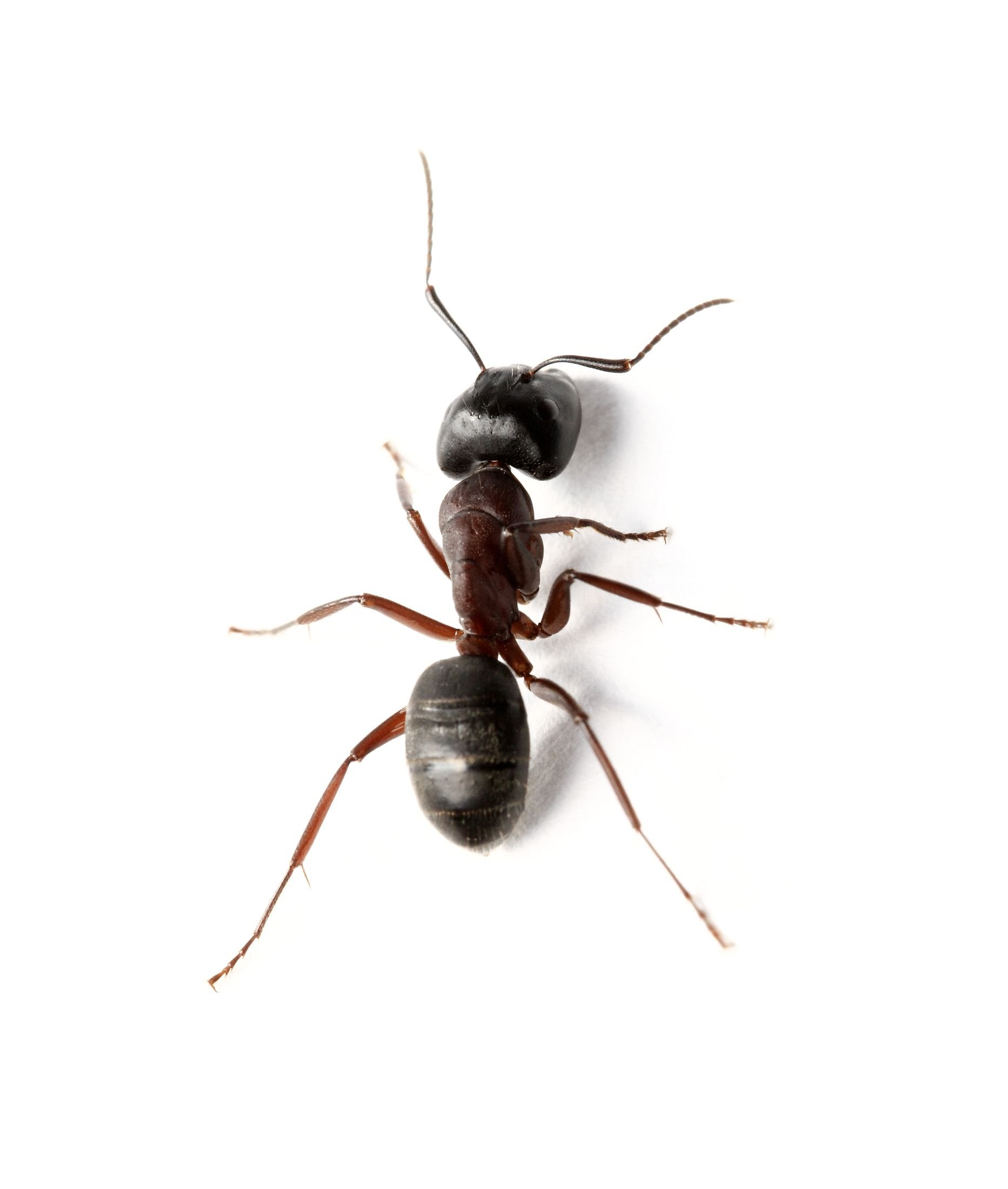 Ant White Background Image