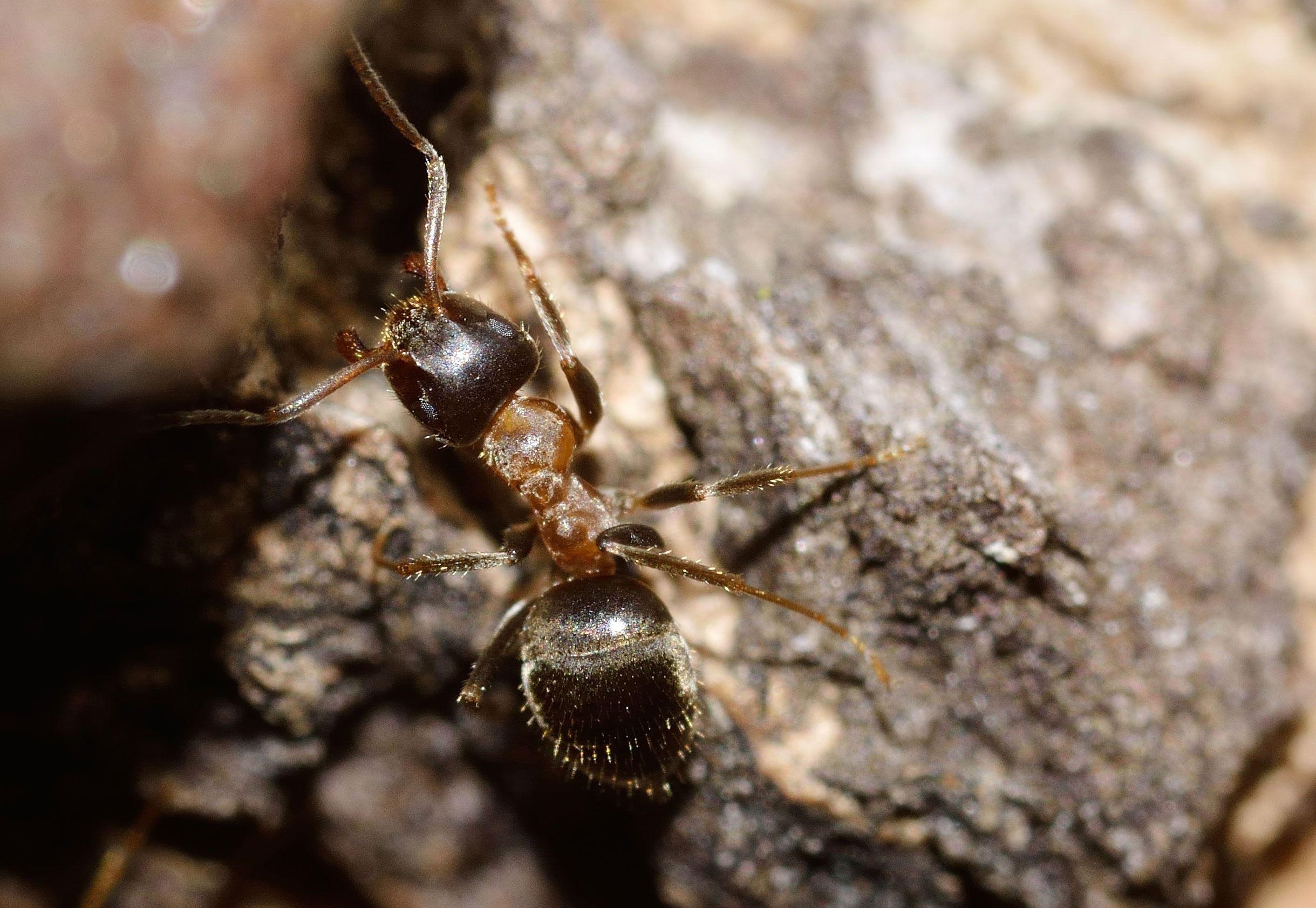 black ant free image