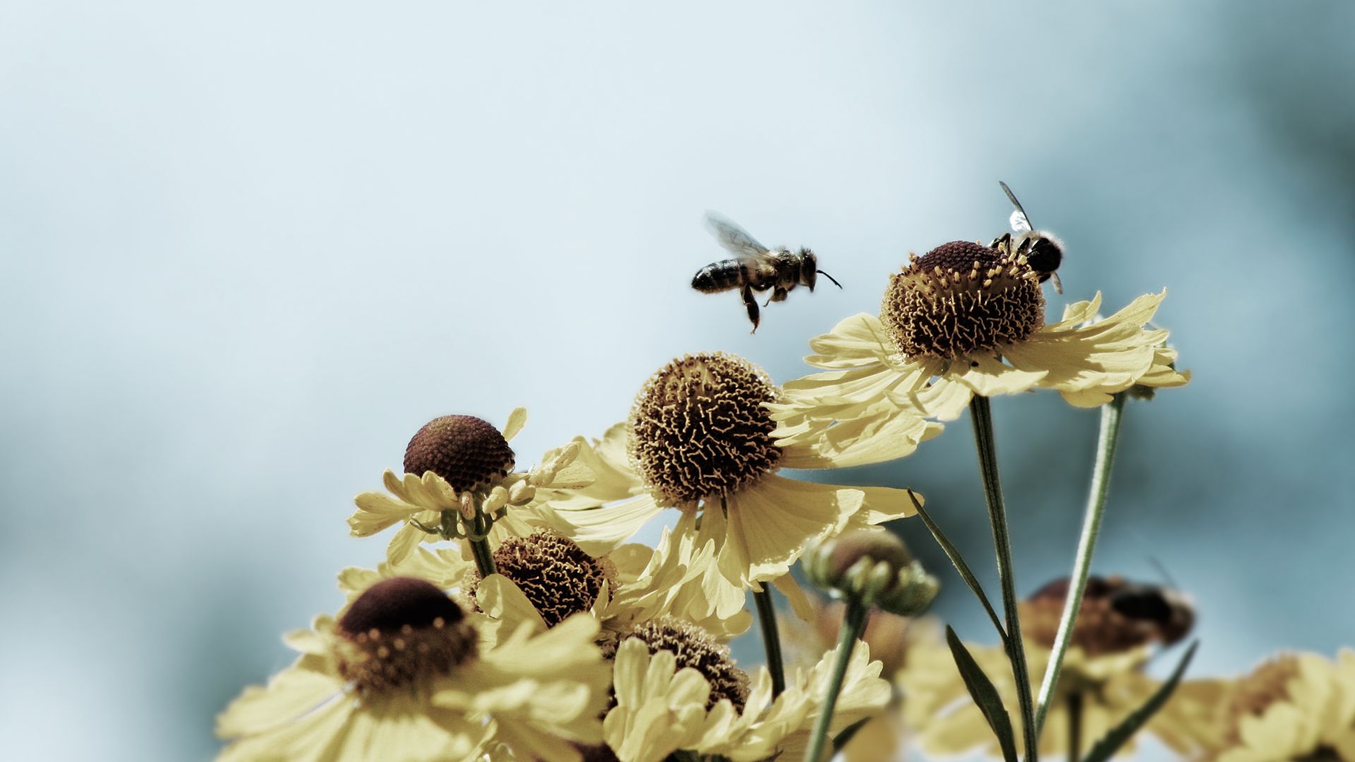 Bees And Flowers HD Wallpaperx1080
