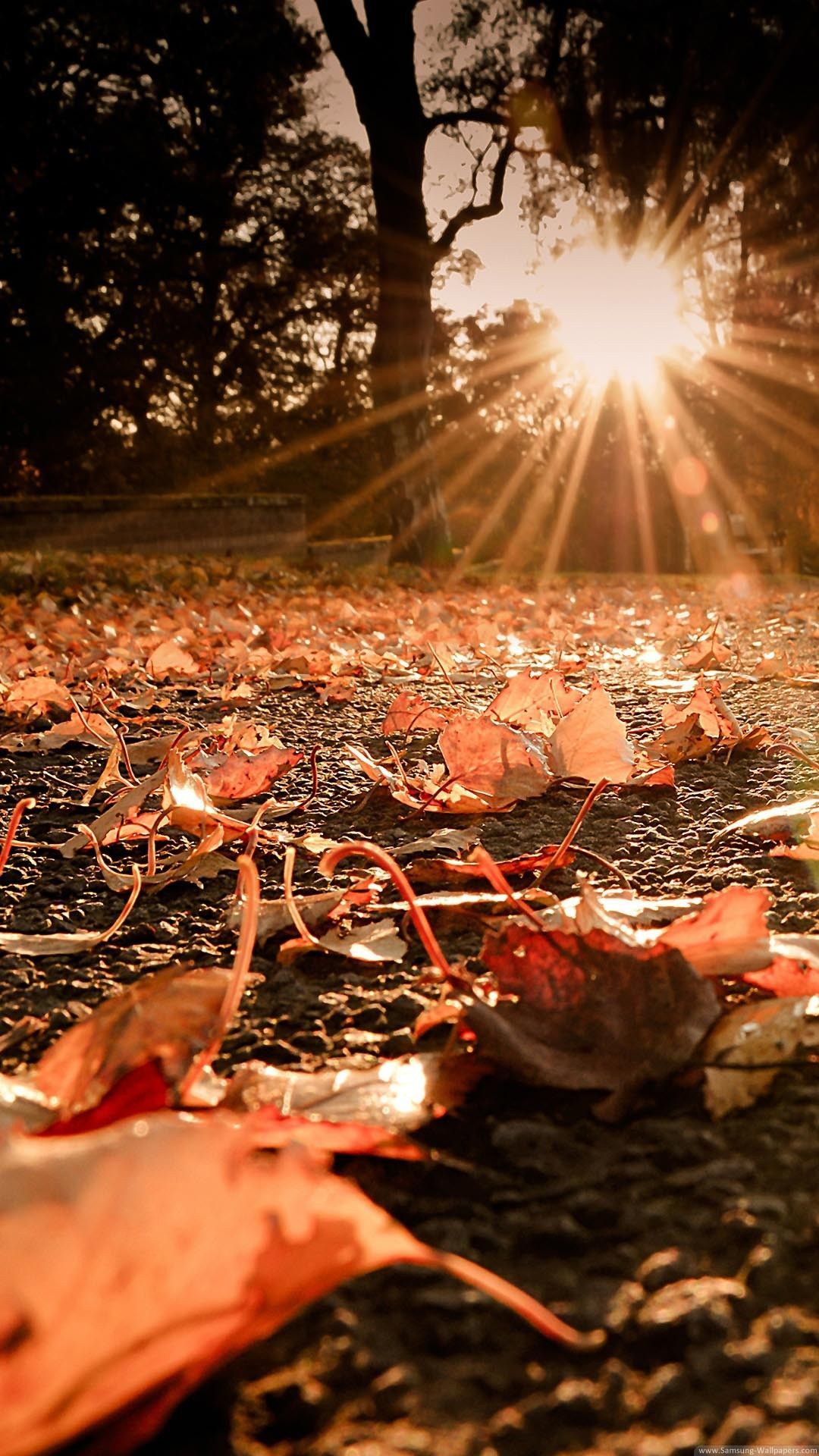 Nature iPhone 6 Plus Wallpaper Leaves On The Ground Sunset iPhone 6 Plus HD Wallpaper. Autumn leaves wallpaper, Fall wallpaper, iPhone wallpaper fall