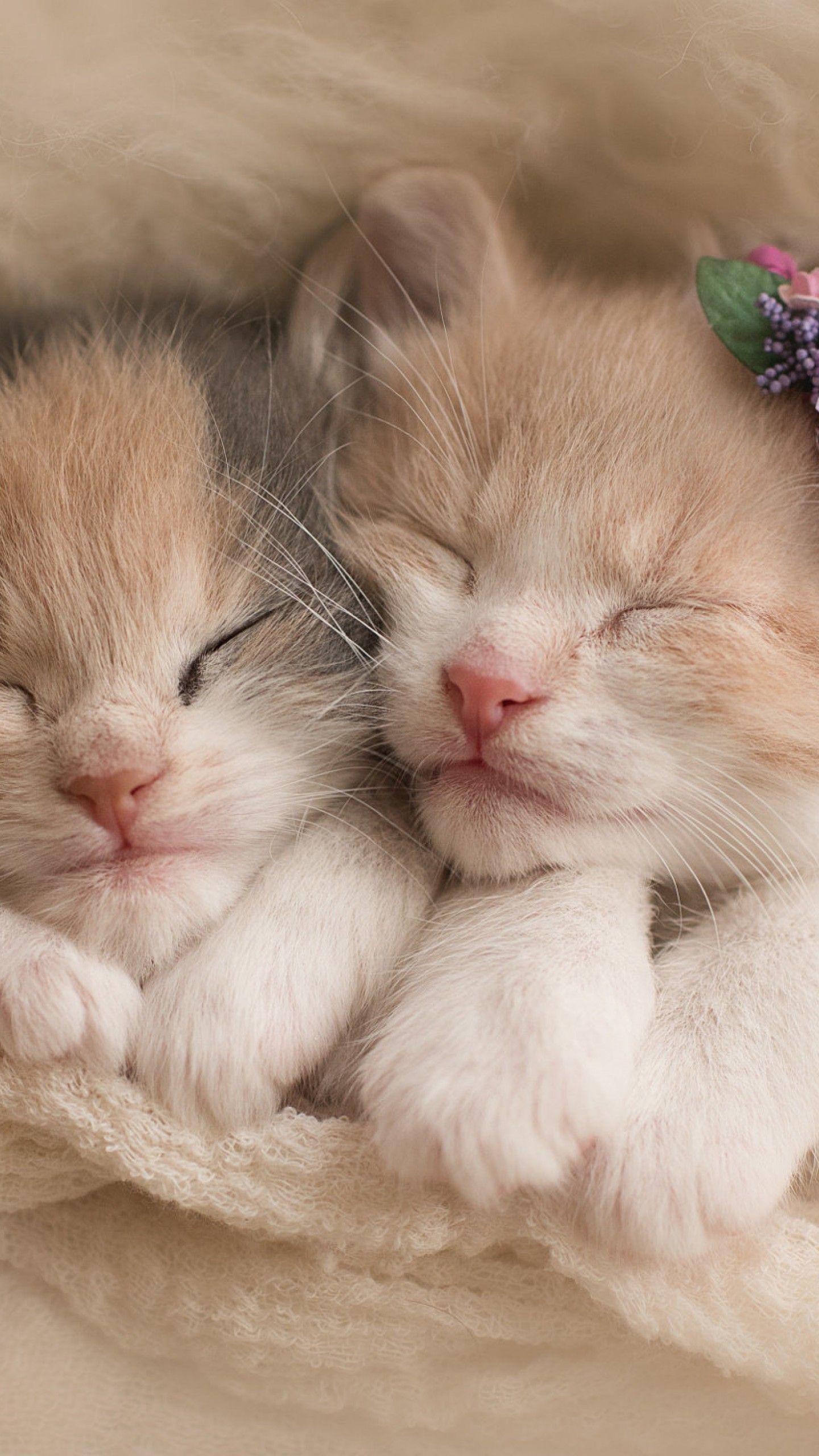 Wallpaper Cute kittens, Adorable, HD, Animals,. Wallpaper for iPhone, Android, Mobile and Desktop