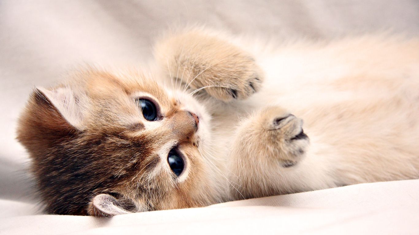 Download Cute Cat Wallpaper For iPhone & iPad