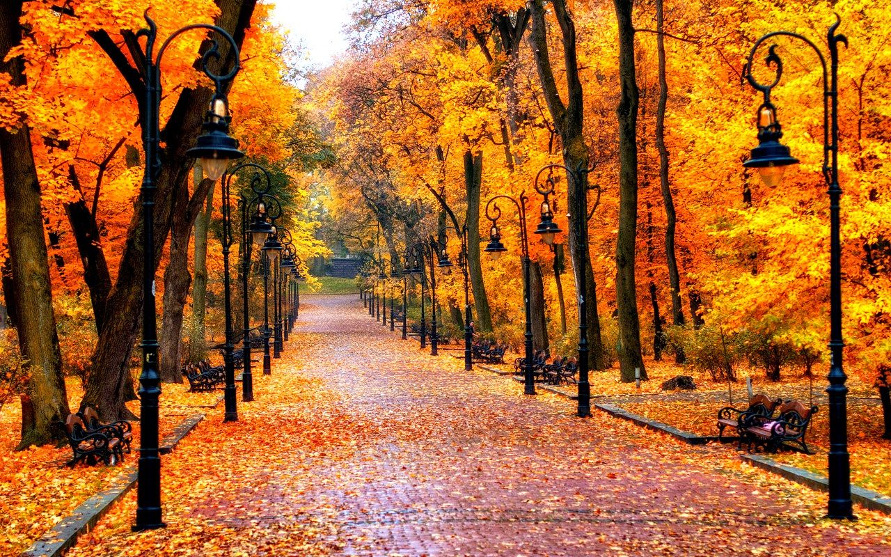 Pretty Autumn Season Nature Wallpaper Background