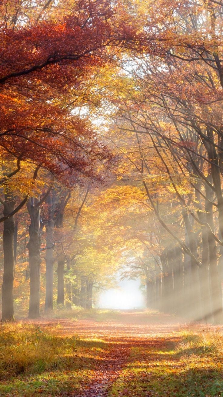 14 iPhone Wallpapers To Fall In Love With Autumn