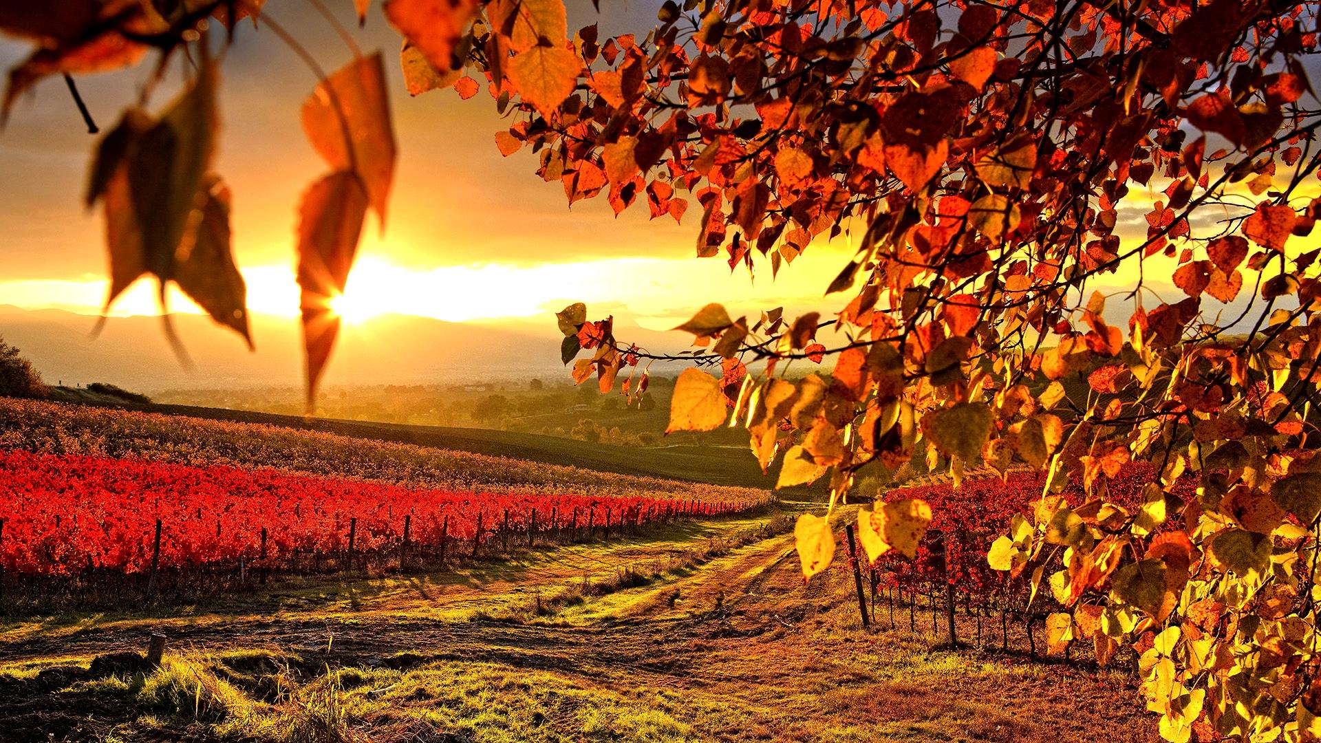 Free download Beautiful Vineyard Autumn Wallpaper Full HD Wallpaper with 1920x1080 [1920x1080] for your Desktop, Mobile & Tablet. Explore HD Autumn Wallpaper. Fall Leaves Wallpaper HD, Autumn HD Wallpaper