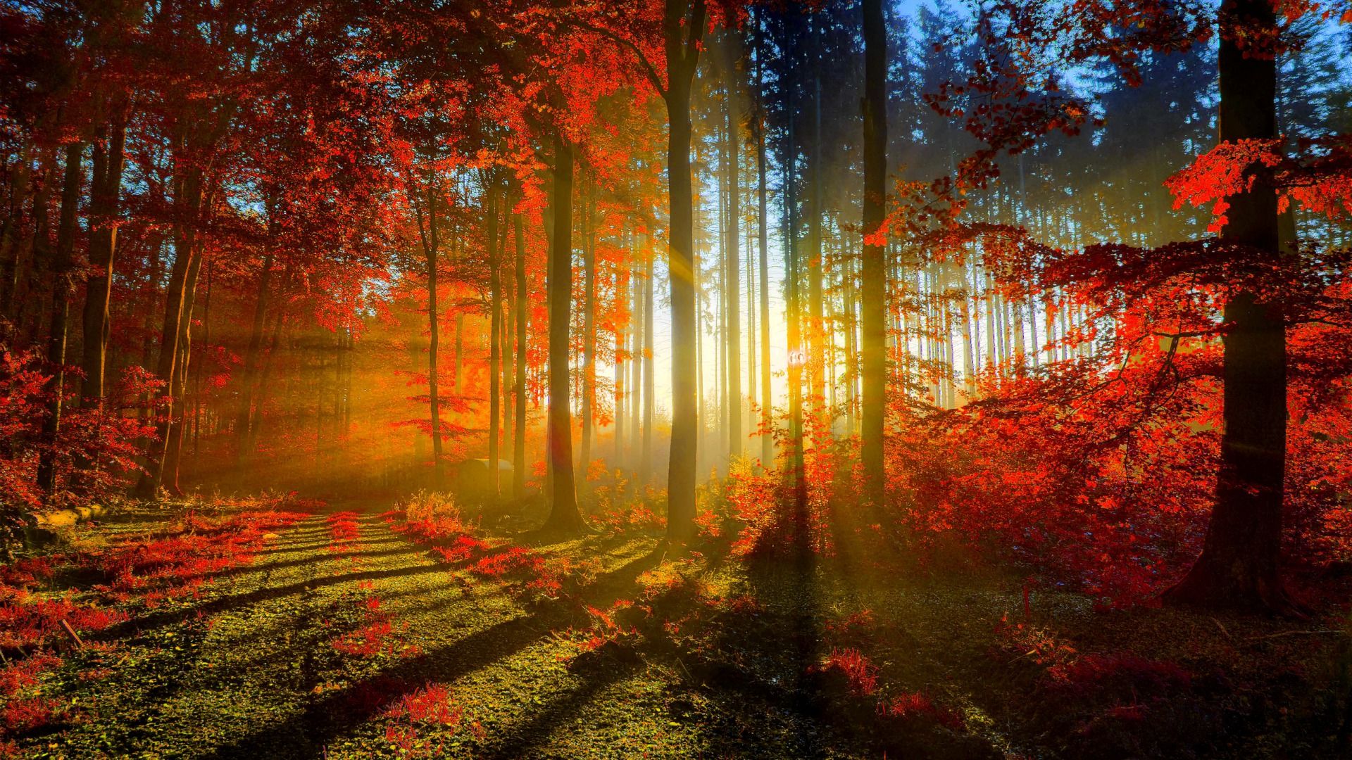 Hd autumn wallpaper