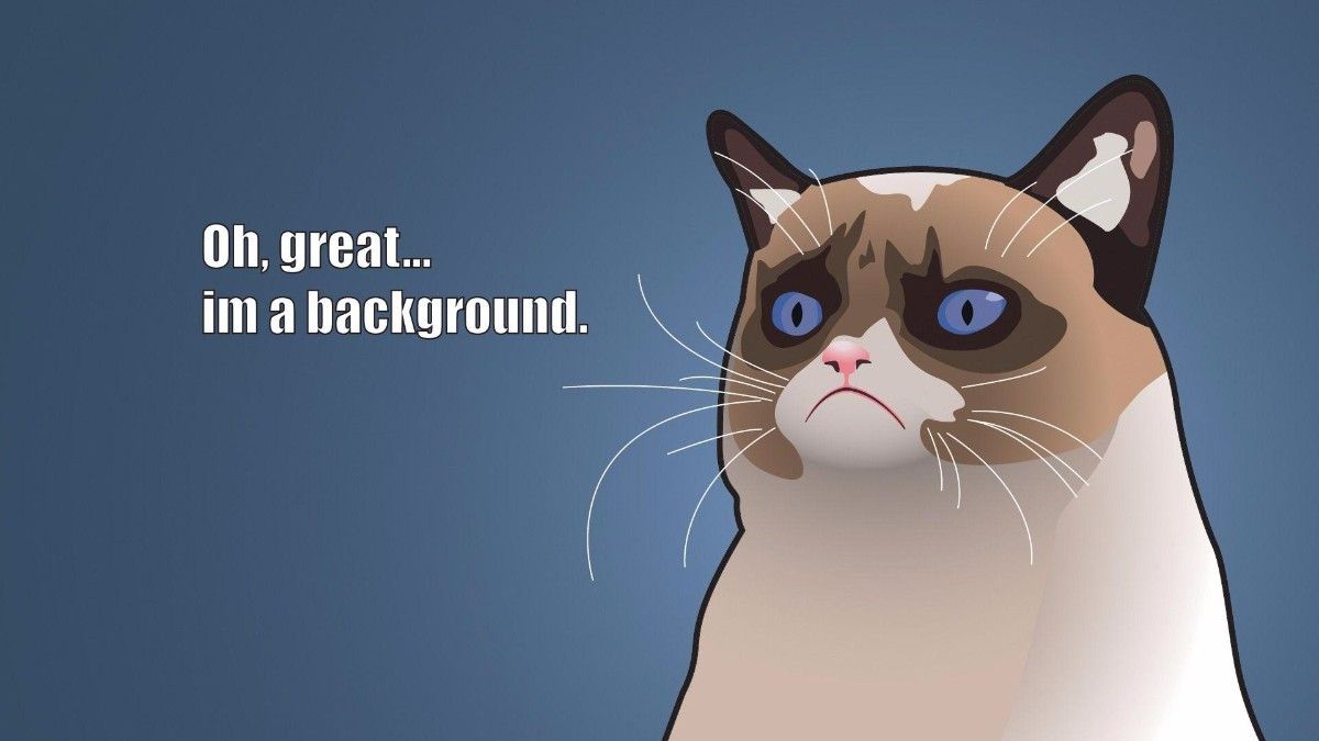 Cat Meme Wallpaper Free Cat Meme Background