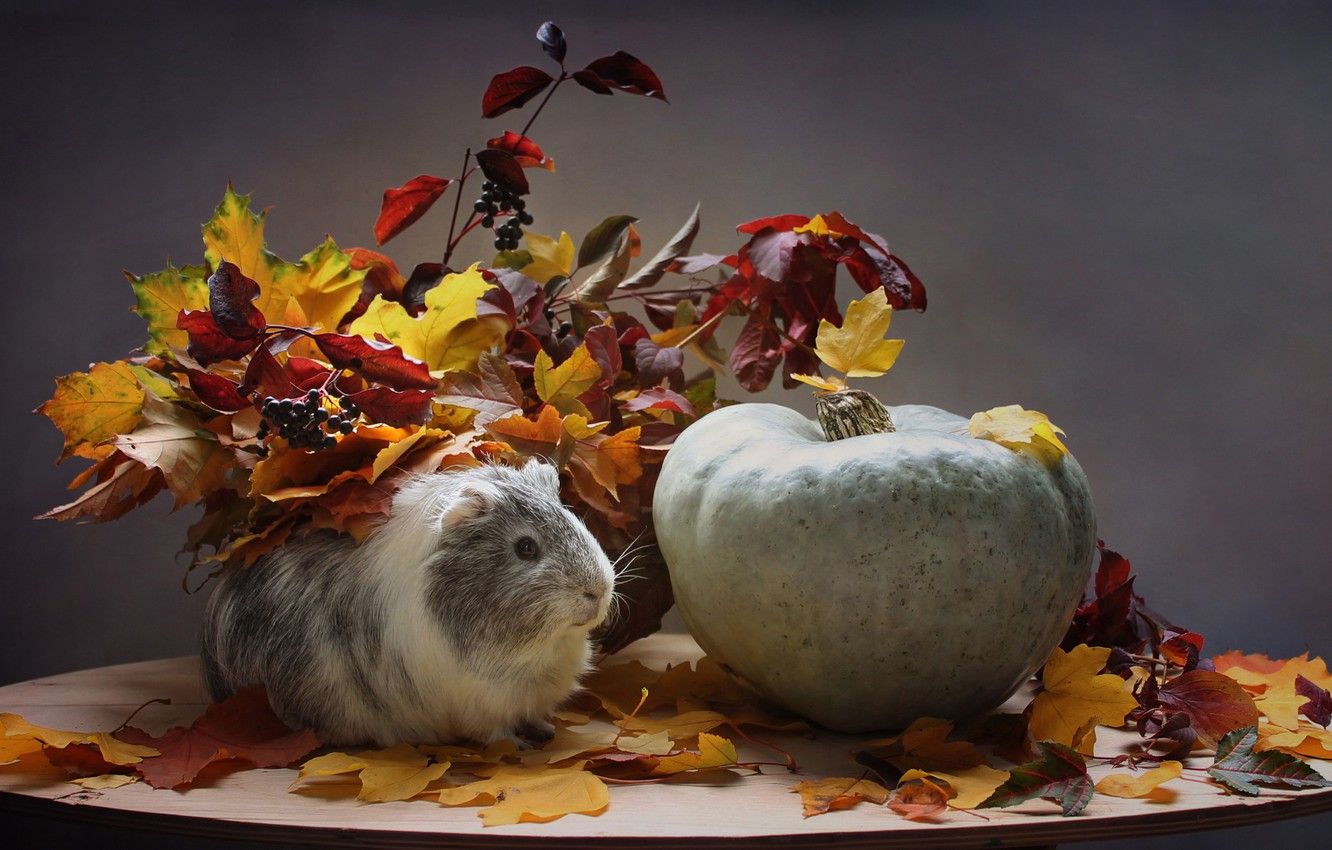 Wallpaper autumn, animals, leaves, October, pumpkin, Guinea pig, composition image for desktop, section животные