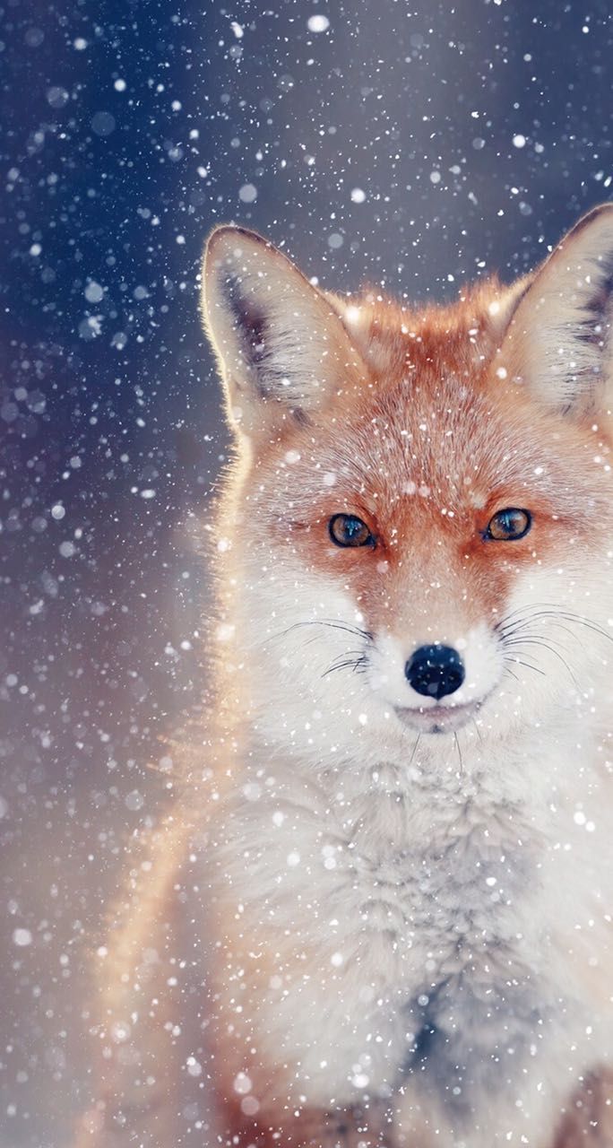Red Fox Art Wallpaper Phone On Wallpaper 1080p HD. Animals, Pet fox, Animals beautiful