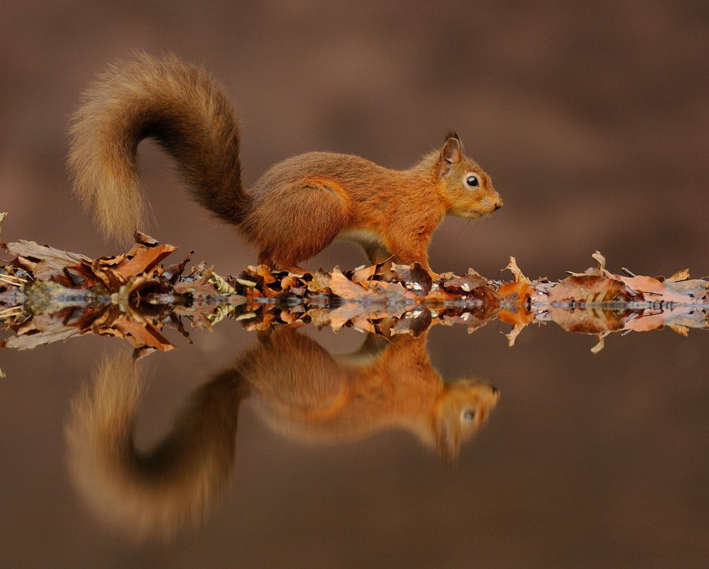 23rd October 2012 Red Squirrel. Cute squirrel, Animal wallpaper, Red squirrel
