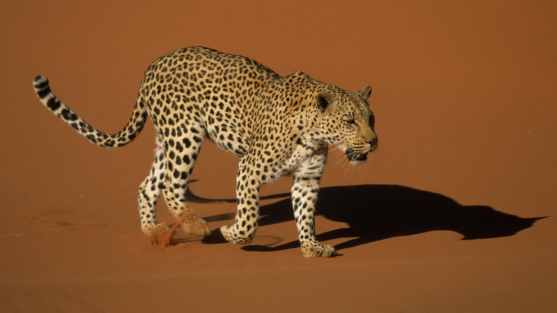 Sand animals Namibia leopards National Park wallpaperx1080