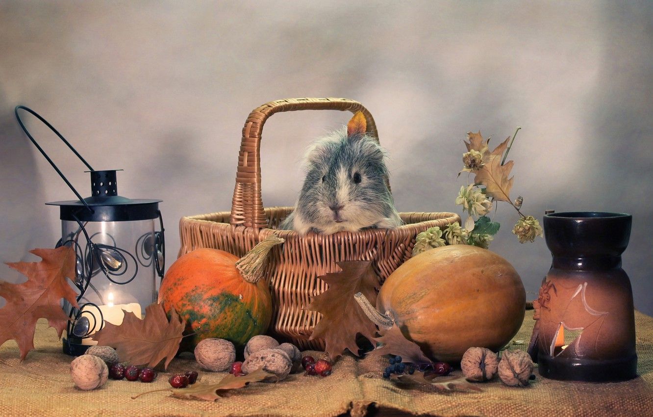 Wallpaper autumn, animals, humor, candles, October, pumpkin, Halloween, composition, Guinea pigs image for desktop, section животные