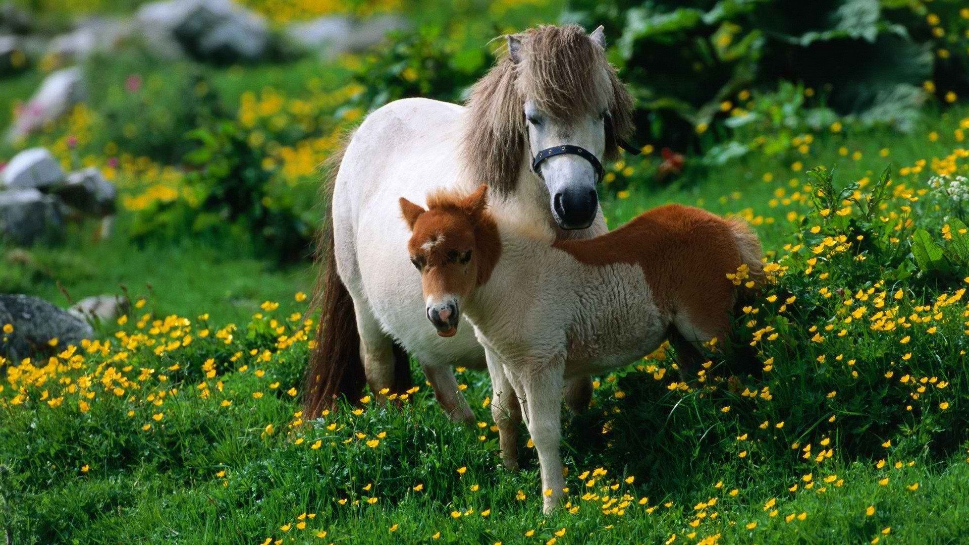 animals, Ponies, Yellow, Flowers Wallpaper HD / Desktop and Mobile Background