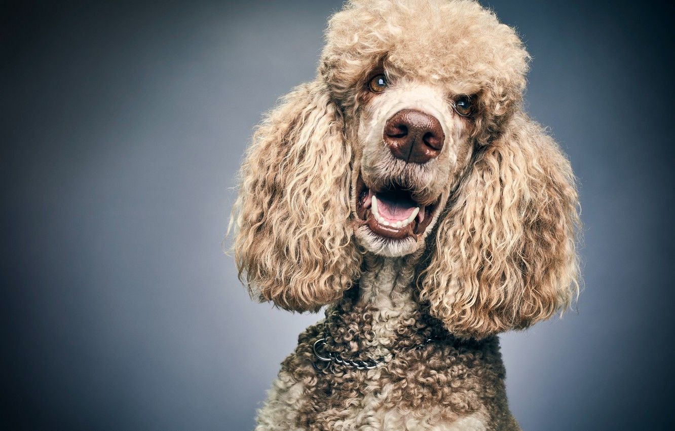 Wallpaper look, face, background, portrait, dog, Poodle image for desktop, section собаки