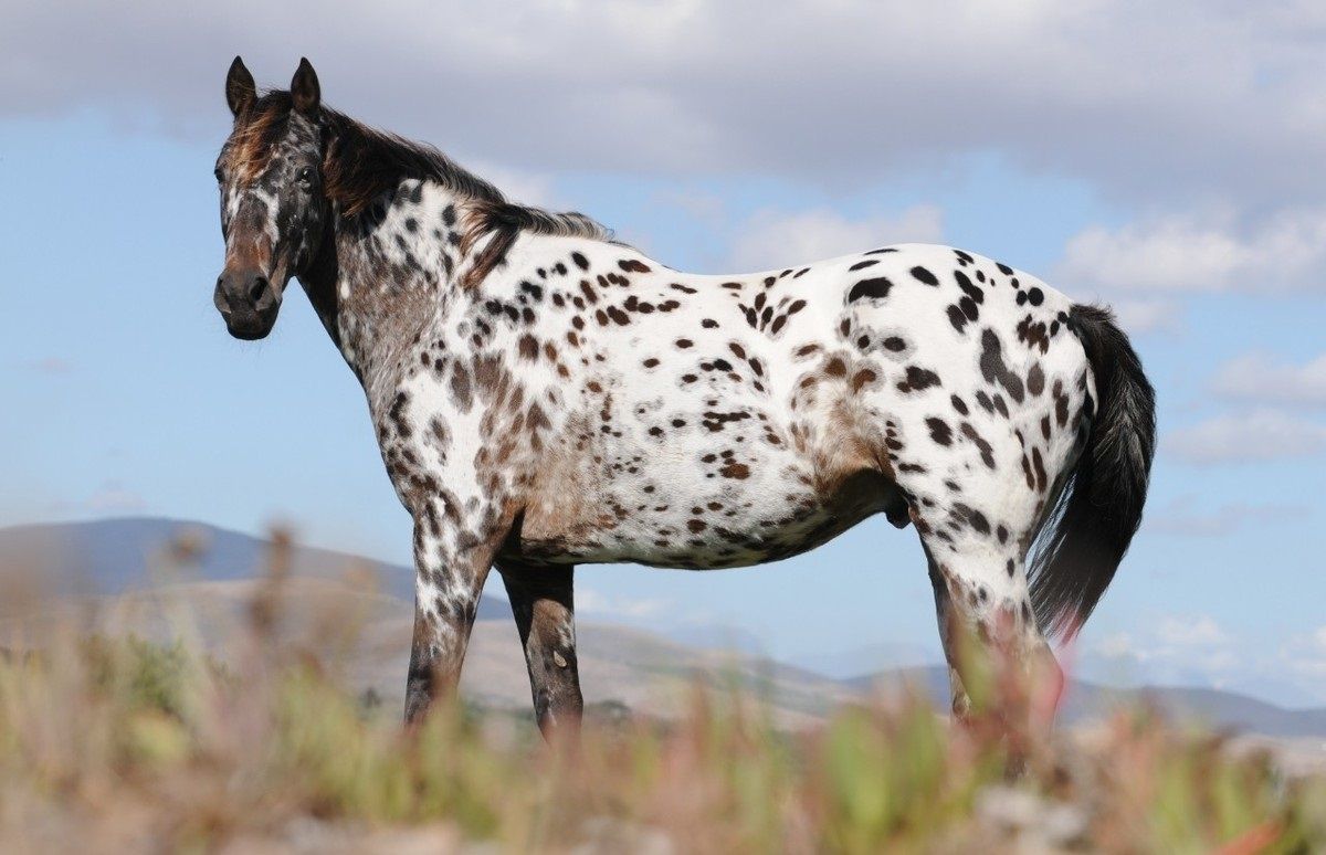 PHOTOGRAPHY PLUS: The beautiful Appaloosa horses. American horse breed