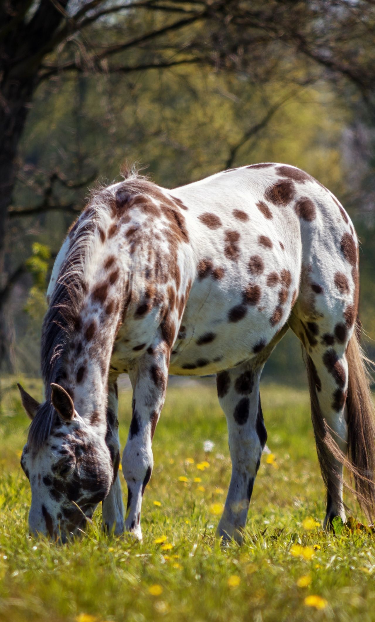 Wallpaper Horse, Spots, Animal, Grazing, 5k Horse Idaho, Download Wallpaper