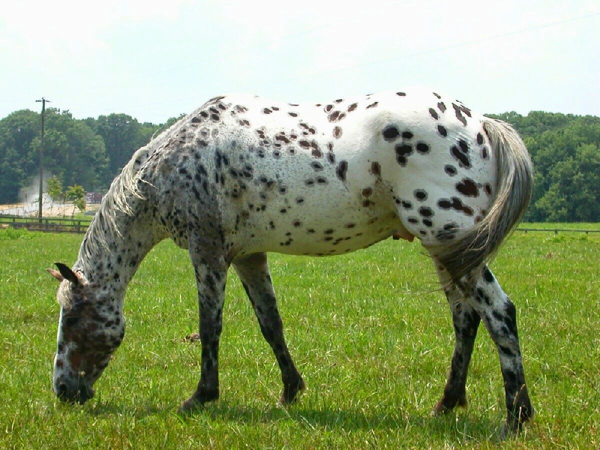 Black And White Appaloosa Wallpapers