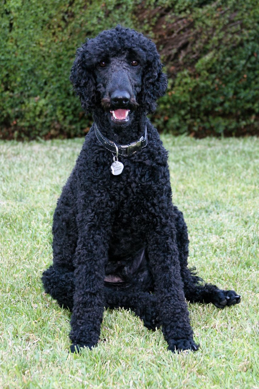 Poodle dog on the grass photo and wallpaper. Beautiful Poodle dog on the grass picture