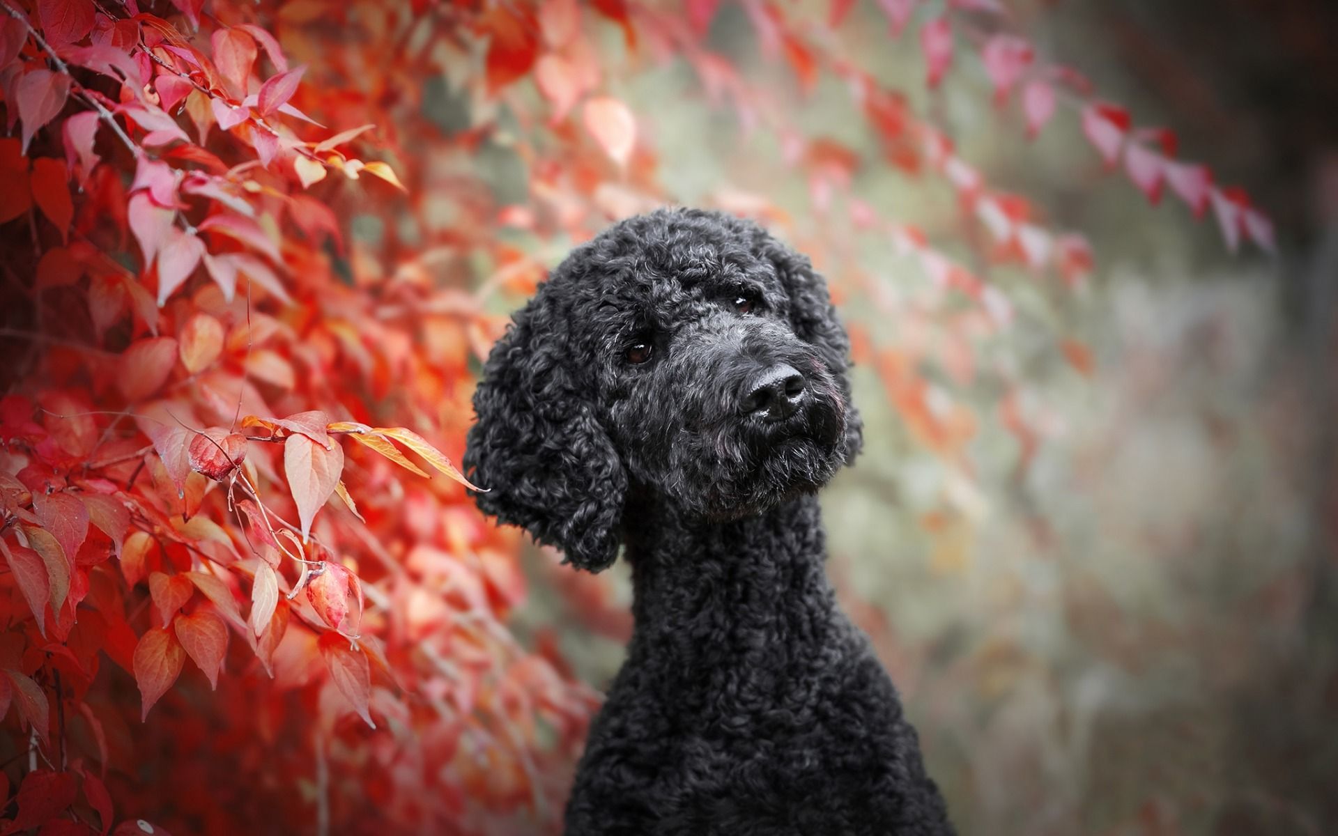 Download wallpaper Black Poodle, autumn, curly dog, Poodle, pets, dogs, funny dog, Poodle Dog for desktop with resolution 1920x1200. High Quality HD picture wallpaper