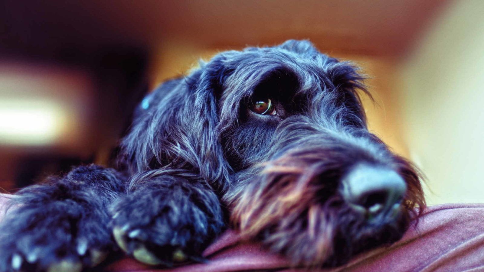 Black Standard Poodle