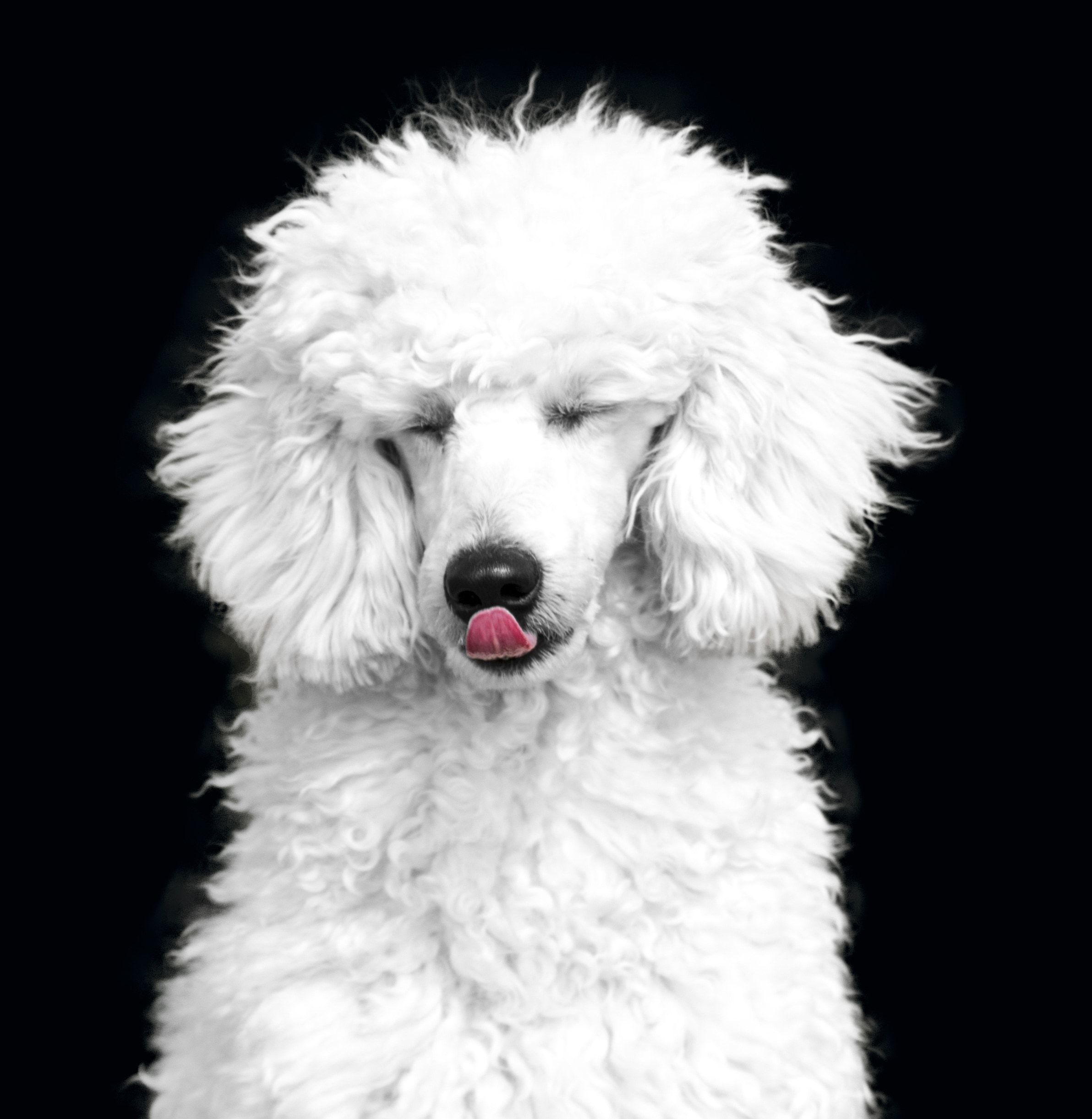 white standard poodle free image