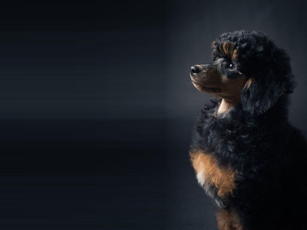 Standard Poodle Wallpapers - Wallpaper Cave