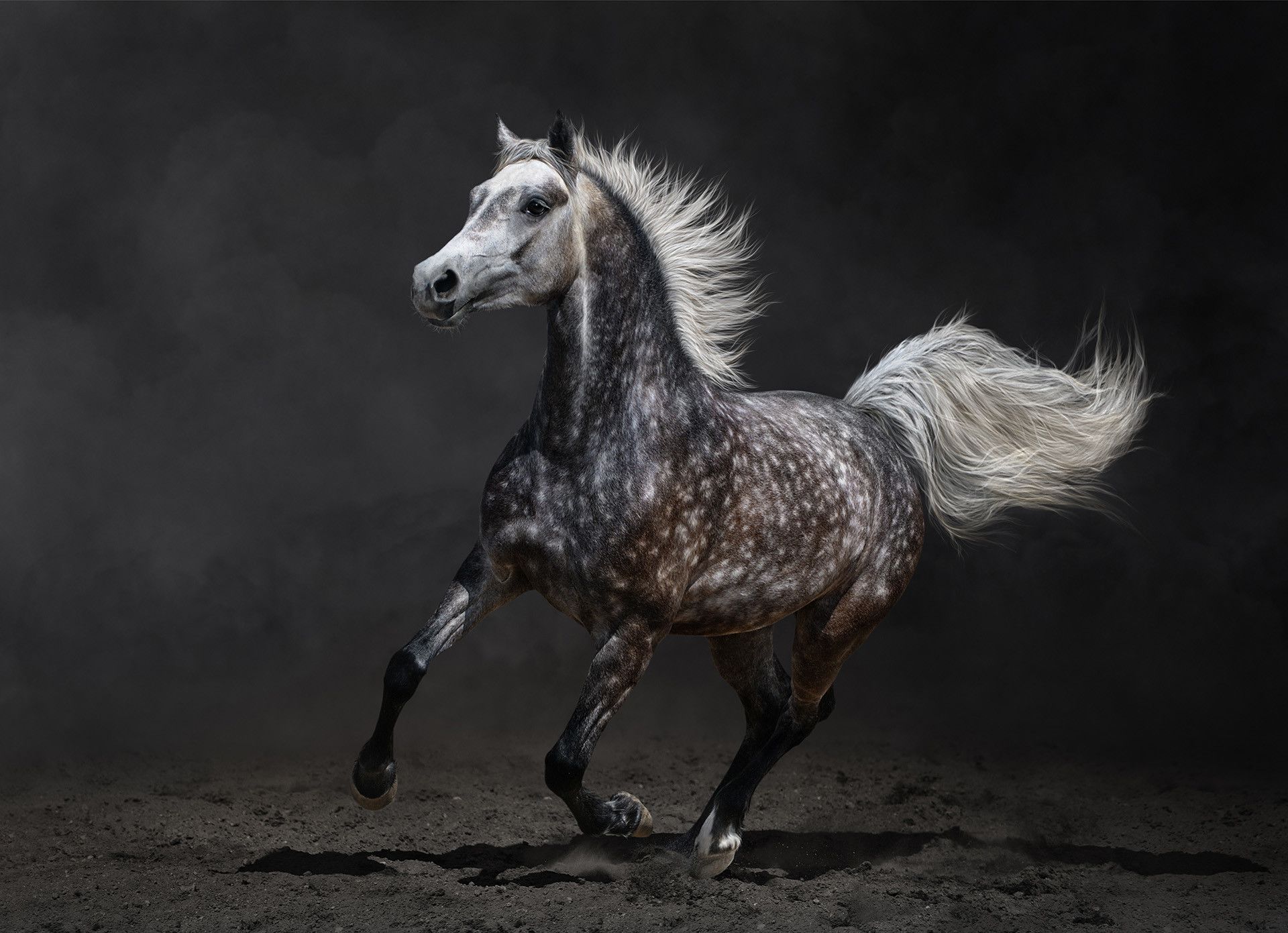 Image result for appaloosa HD wallpaper. Horse galloping, Horses, Arabian horse