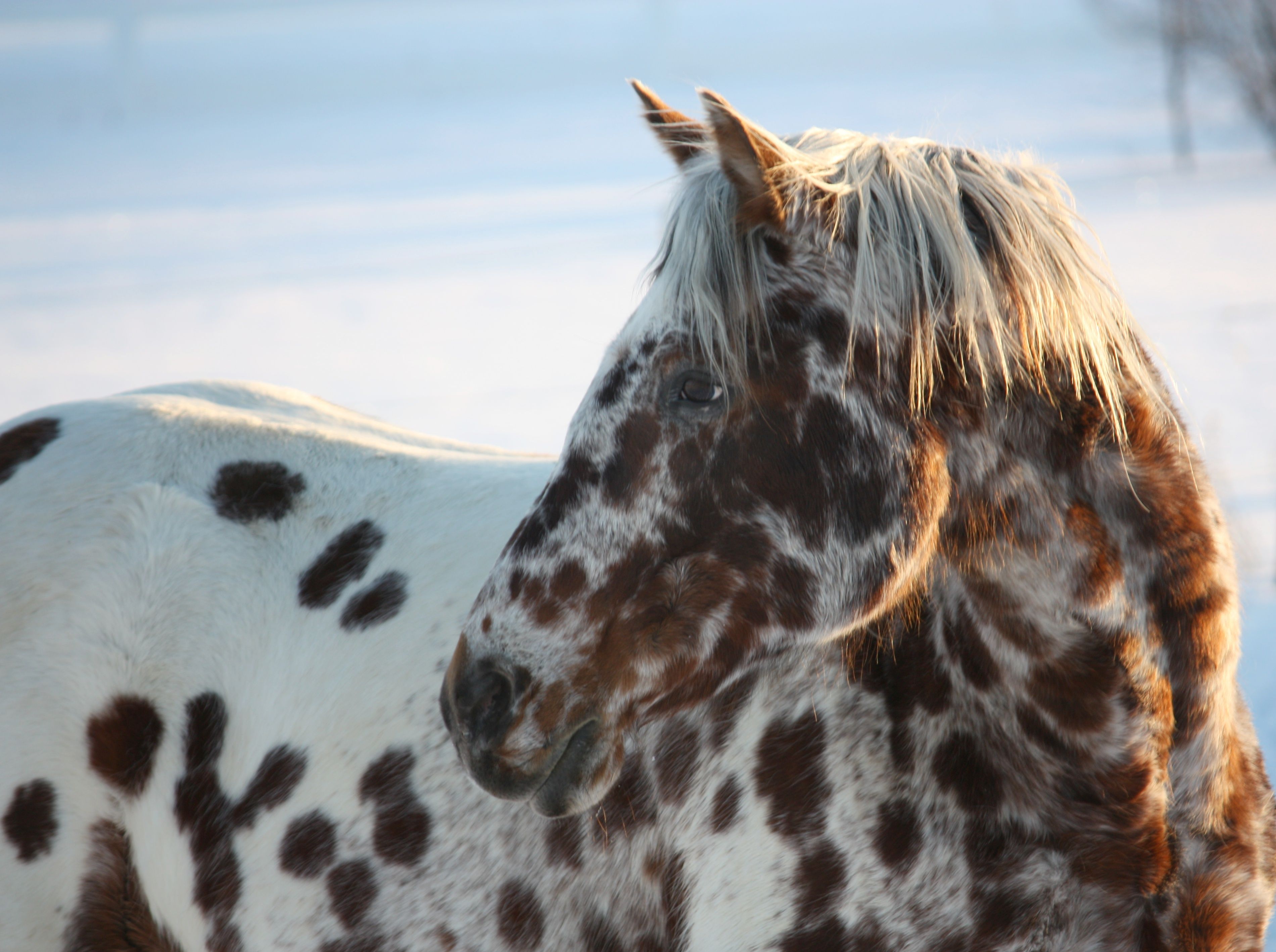 Beautiful Leopard Appaloosa horse. Horses, Appaloosa horses, Beautiful horses