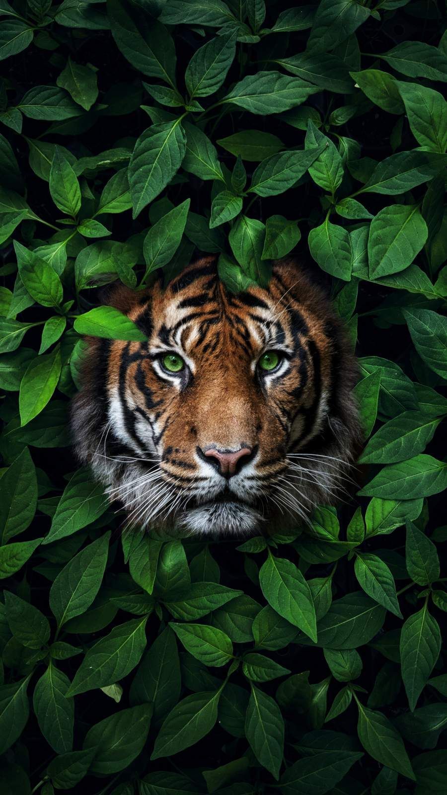 Green Eyes Tiger iPhone Wallpaper. Wild animal wallpaper, Animal wallpaper, Animals