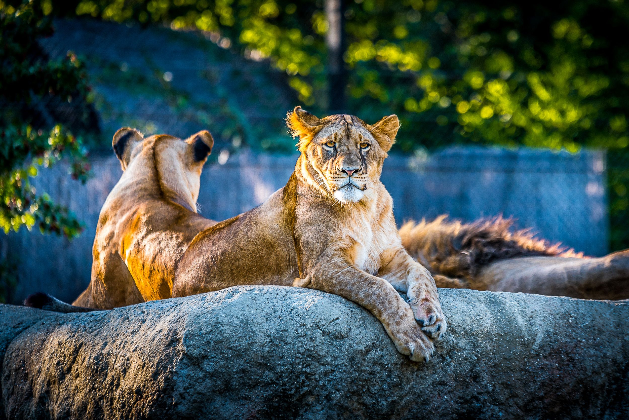 Wildlife Animals 4k Wallpapers Wallpaper Cave