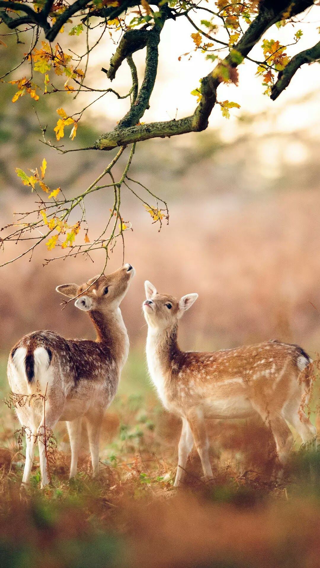 Wallpaper. Animals, October country, Nature