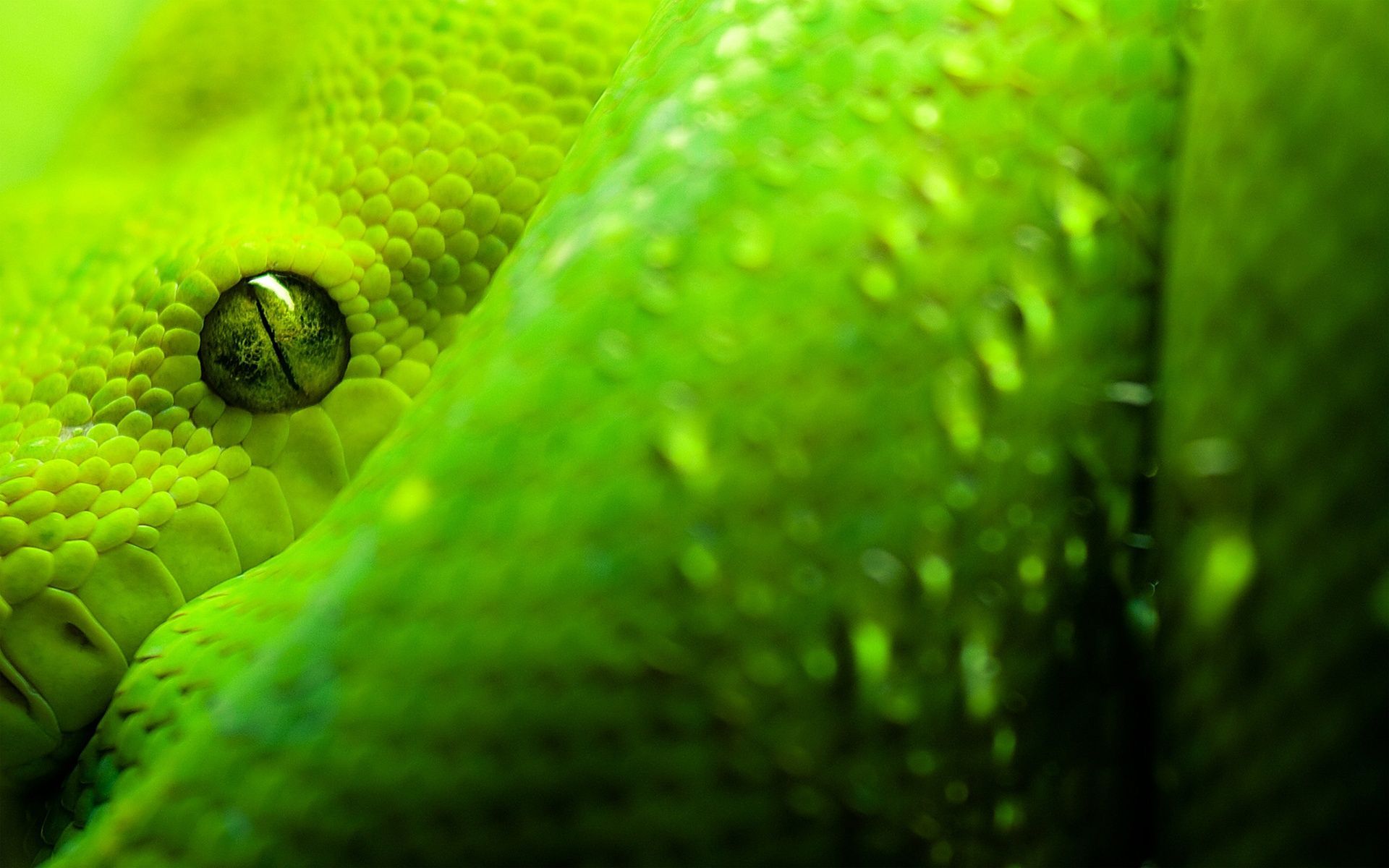 Green Snake Look 1920&;1200. Snake wallpaper, Animal wallpaper, Snake image