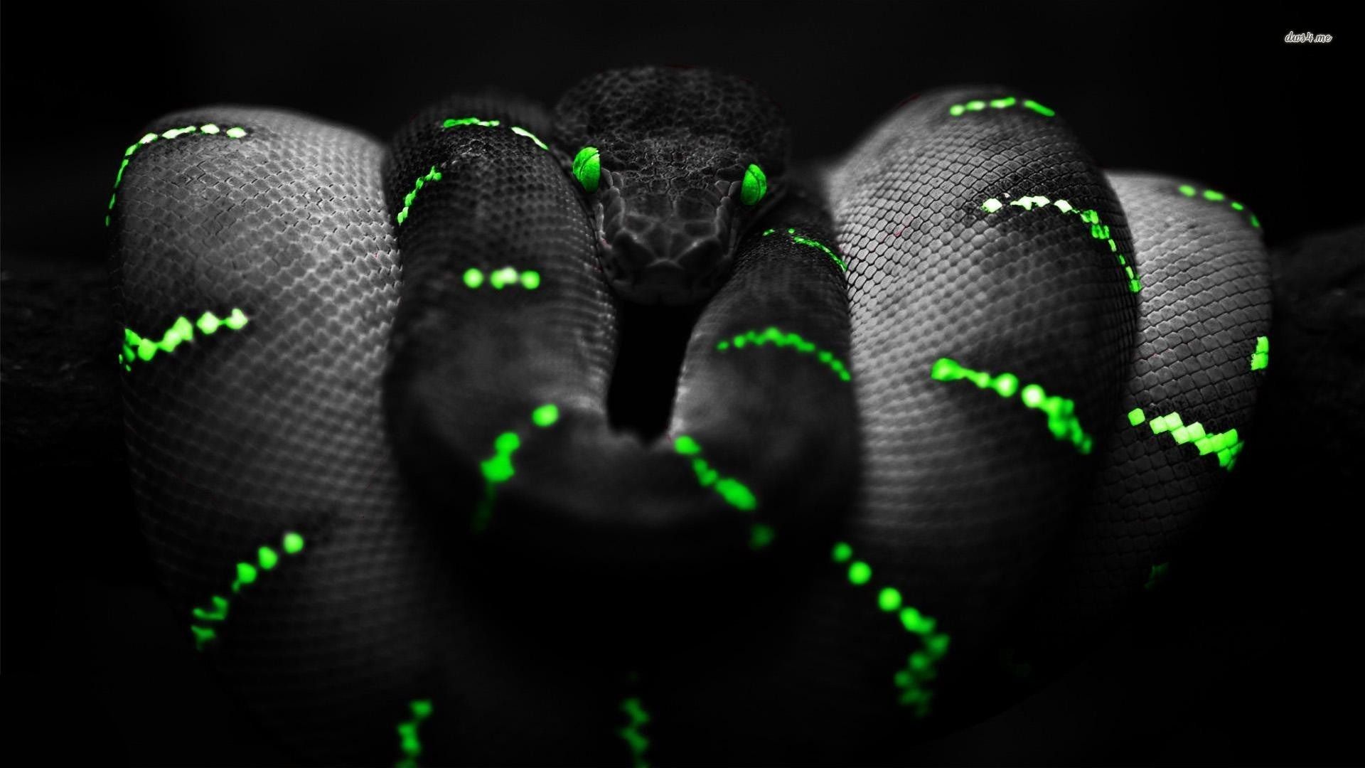 Green Snake Background Image