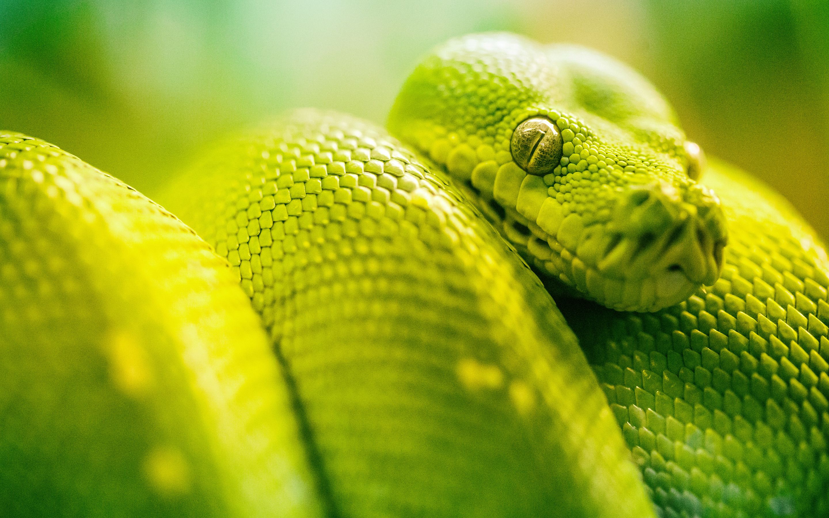 Boa Green Snake 5k Macbook Pro Retina HD 4k Wallpaper, Image, Background, Photo and Picture