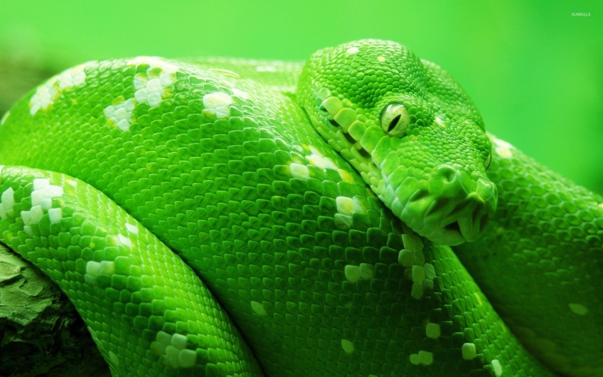 Green snake wallpaper wallpaper