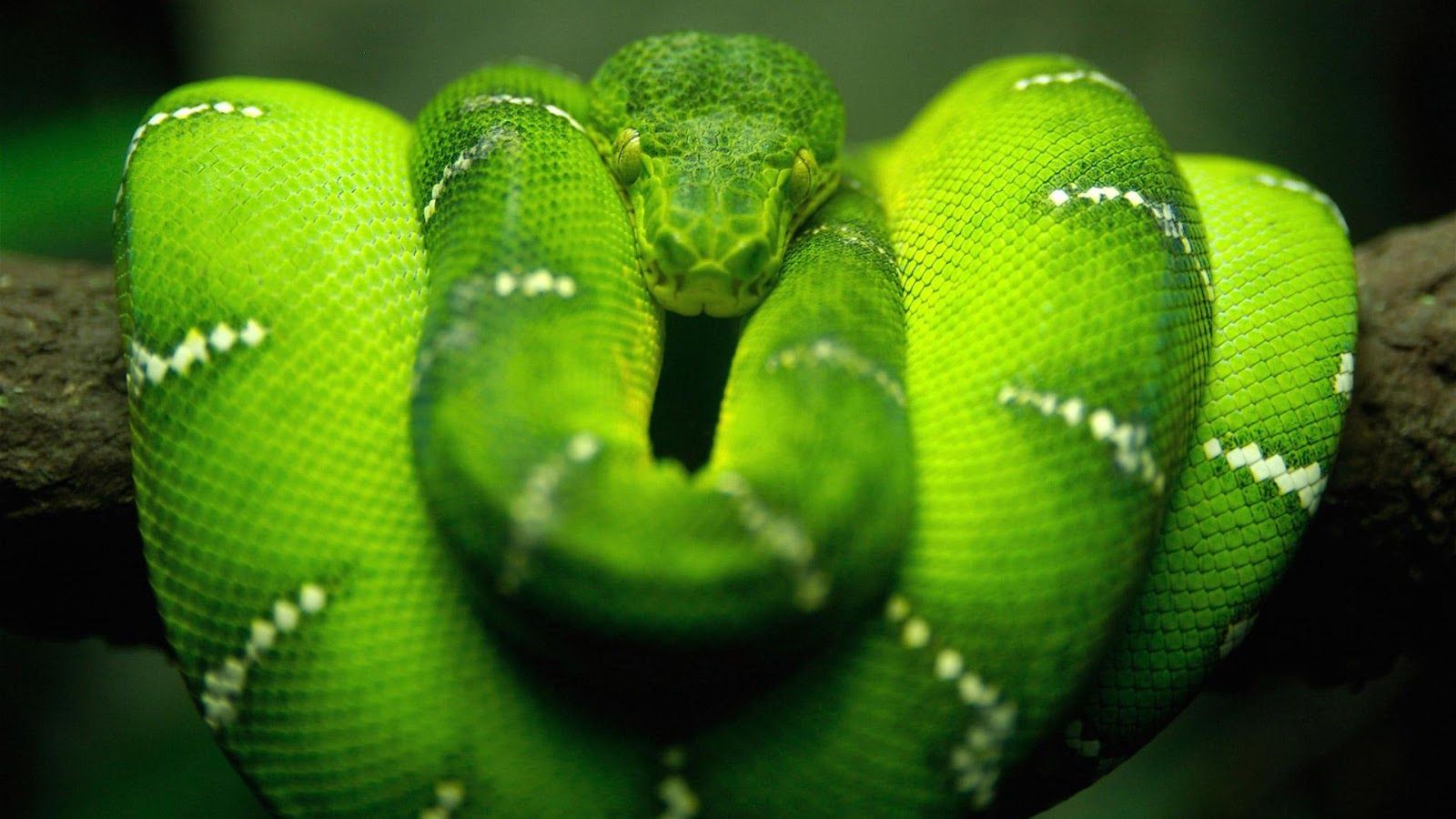 Free download Green Snake 1080p HD Wallpaper Latest HD Wallpaper [1600x900] for your Desktop, Mobile & Tablet. Explore Green Snake Wallpaper. King Cobra Wallpaper, Cool Desktop Wallpaper HD, Shelby
