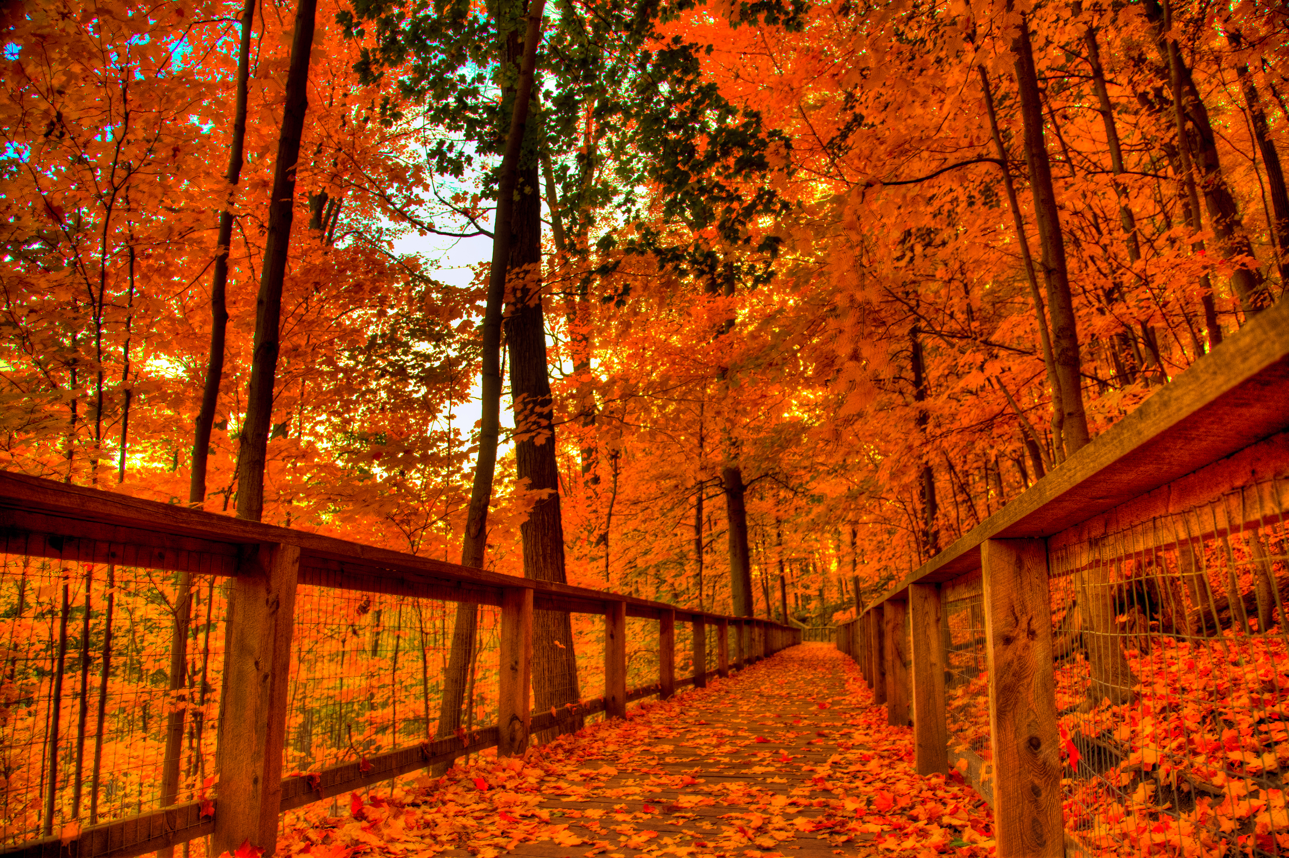 Fall Wallpaper For Android