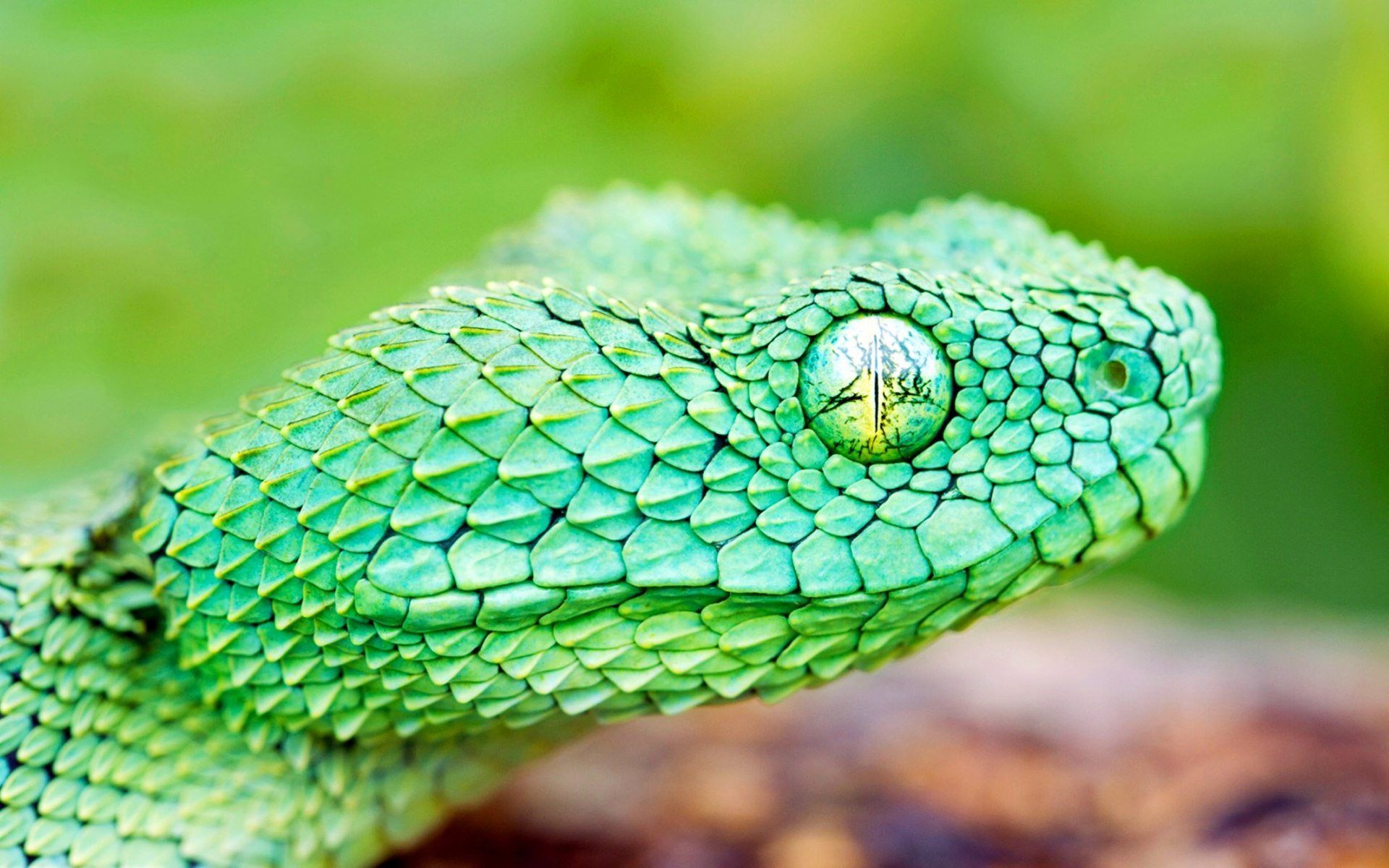 Snakes Wallpaper Pictures HD Images Free Photos 4K APK for Android Download