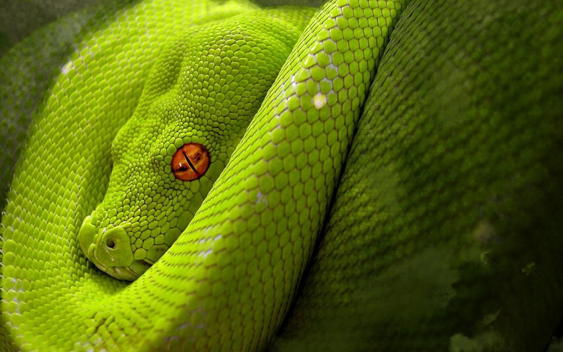 Green Snake With Red Eyes Wallpaperx1200